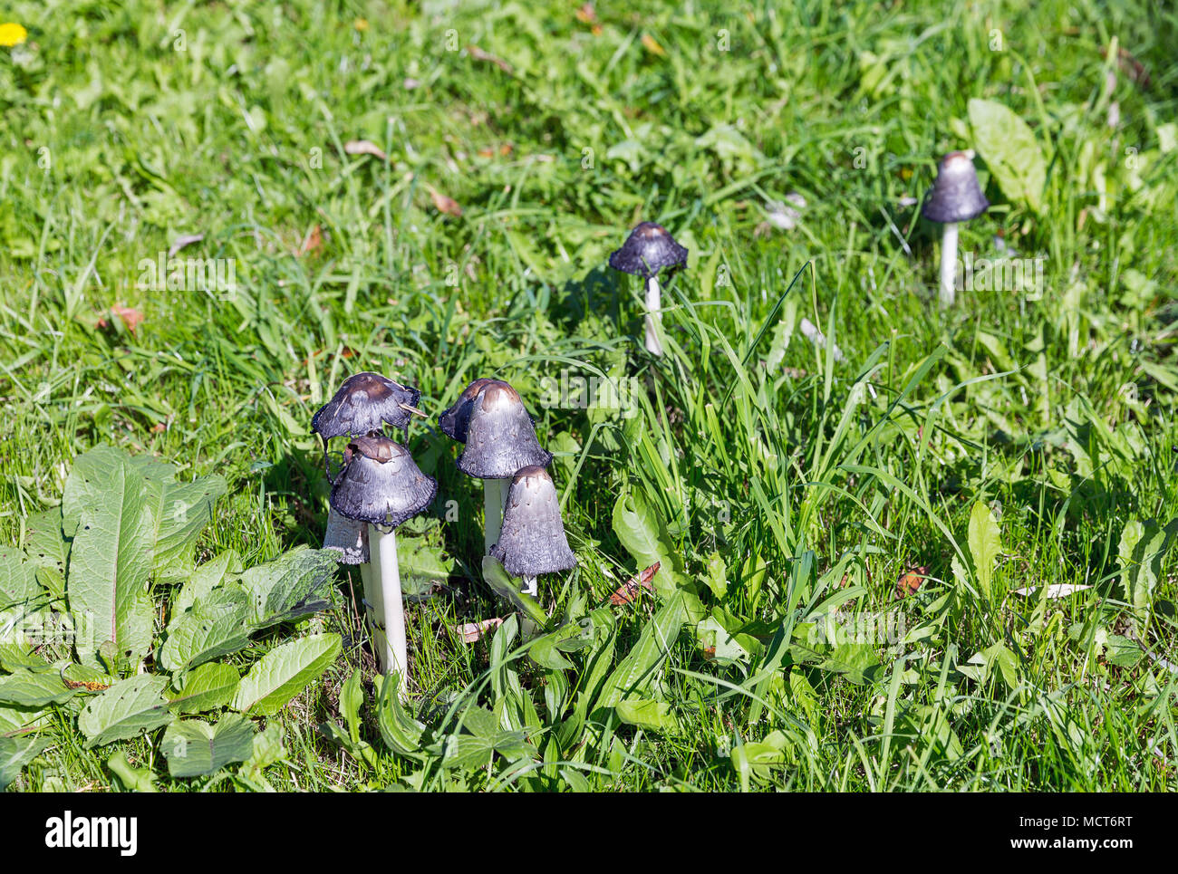 Gruppe von schwarzen Amanita muscaria giftige Pilze im grünen Gras closeup Stockfoto