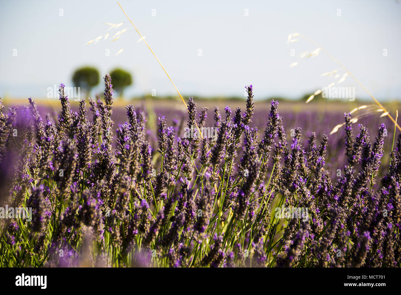 Lavendelfeld in Aix-en-Provence Frankreich mit zwei Bäume auf dem Hintergrund Stockfoto