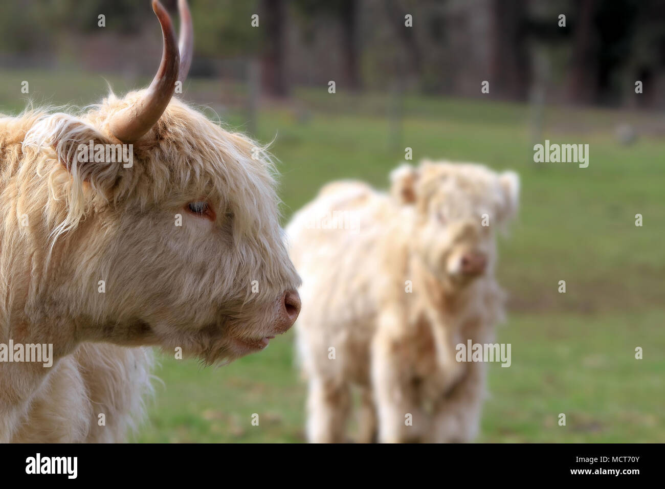 Kyloe Highland Bulle Kuh Rinder Schottische Rasse mit Kalb Portrait Nahaufnahme Stockfoto