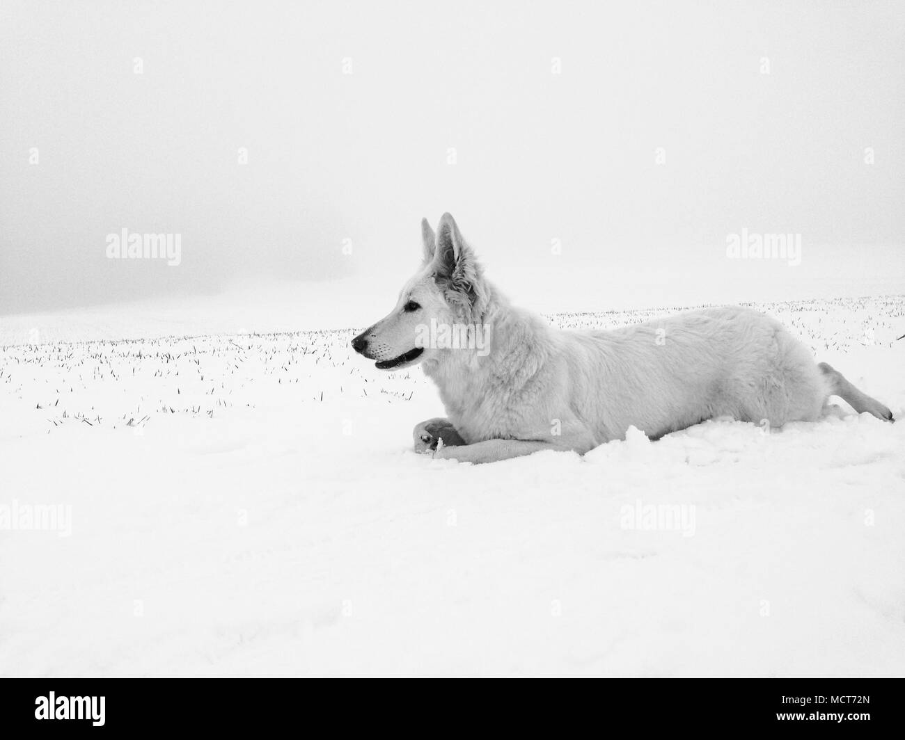 White Wolf Verstecken im Schnee vorbereiten für Angriff und Jagd Stockfoto