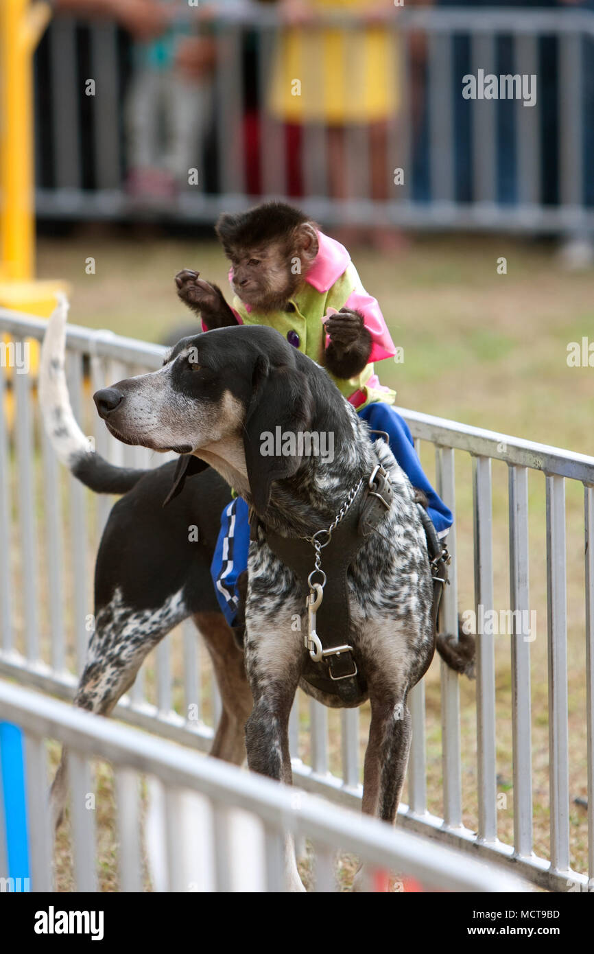 Hampton, GA, USA - 27. September 2014: Eine kostümierte Organ grinder Affe reitet ein Hund an der Georgia State Fair in Hampton. Stockfoto