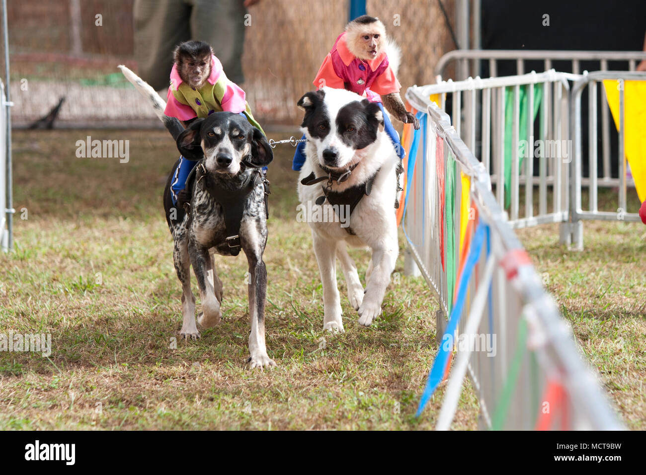 Hampton, GA, USA - 27. September 2014: kostümierten Affen reiten Hunde in einem Rennen an der Georgia State Fair in Hampton. Stockfoto