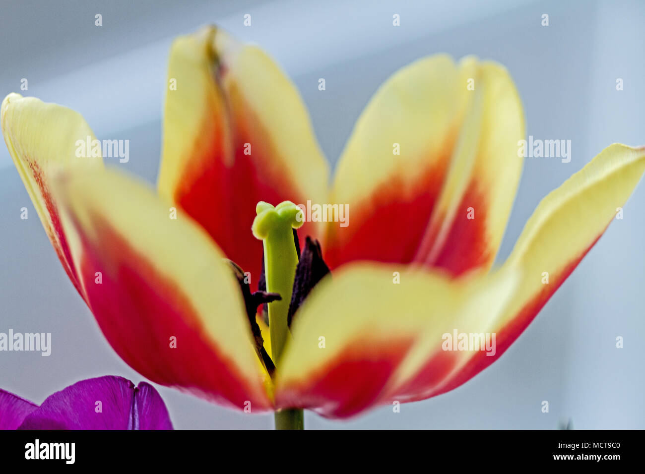Roten und gelben Tulpen öffnen, Nahaufnahme Makroaufnahme. Leuchtend rote verschmilzt mit einem sanften Gelb zum Ende der Blütenblätter, die staubgefäße in der Mitte Stockfoto