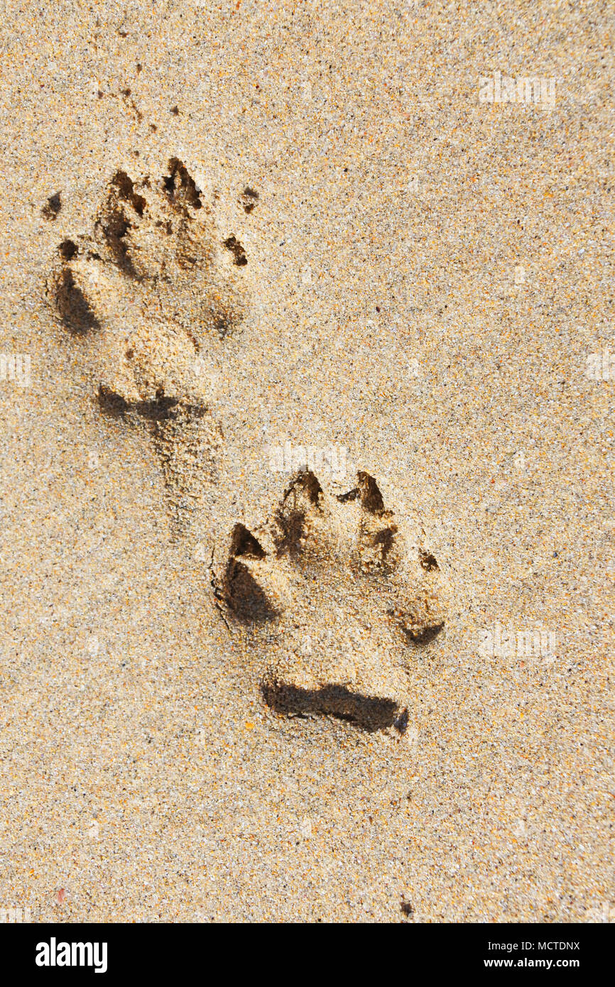 Ein paar Hund Pfotenabdrücke in Sand - Johannes Gollop Stockfoto