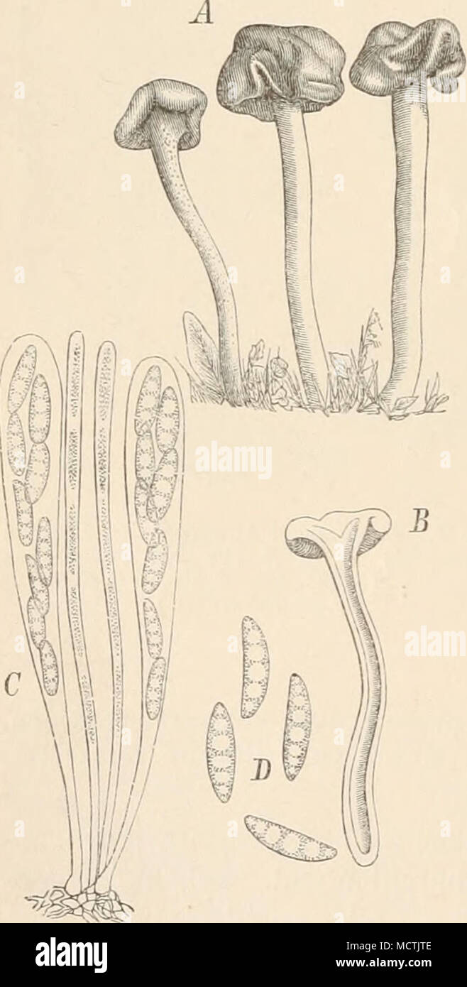 . Abb. 140. Leotia gelatiiiosa' BWl. .4 Habitus - Bild; B durcbsehnittener FiuchtkÃ¶rper; C SchlÃ¤uclie und Paraphysen; D Sporen. (1, B Nat. Gr., C 500/1, D700/i) / (der Natur). Stockfoto