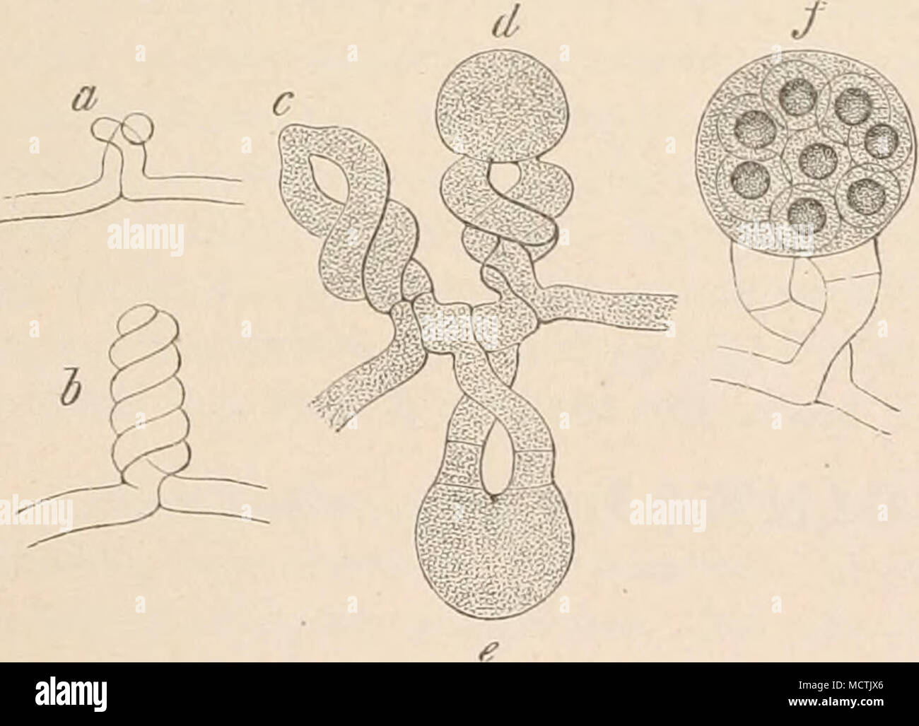 . Abb. 134. Eremascus albus Eidam, ein erster Anfang der FrucManlagen, 6-/weitere Entwickelung in der Folge der Buclistaben,/reifer Schlauch mit Sporen. (9 (J 0/1.) (/ E idam.) Stockfoto