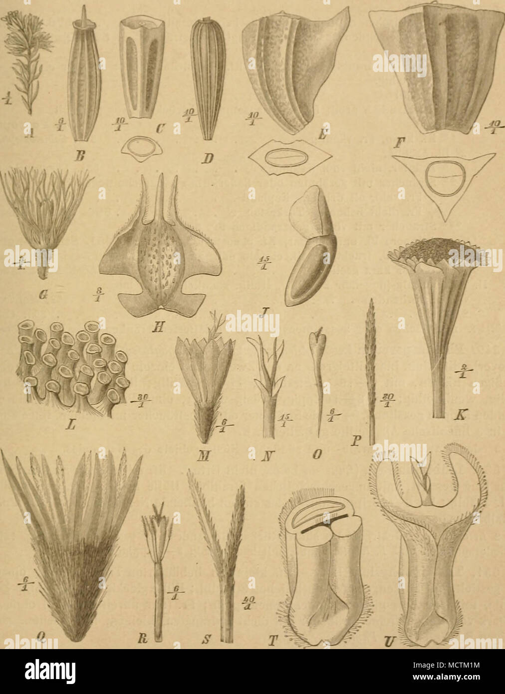. Fi (w. 129. Ä Zwoig von Thaminophyllum Mundtii Harv. - D Fr. von LidhecTiia Larix spp. Berg. - C Fr. von Ma-tricaria inodora L.-D Fr. von Chrifsanthemum Ltucanthemnm L.-F., F Fr.Der Scheibenbl. und Bandbl. von Chr. coroiian" uin L. nebst Qnerschnitt. - 0 Fr. von Waldheimia tridadylites Kar.et Eür. -H Fr.der Q S. von Solica sessilis B. S.-J Fr. von ilatricaria dichotoma (DC.) Fnzl. - Ein "Kf. von Turbinata Cotula L.-L Teil des Blbd. von C. coronopi/olia L.-M-P Isoitopsis graminifoUa Tarcz. 21 Q S.; iV Spitze der Blkr. derselben mit der GrifTelspitze; 0 unfruchtbare g S.; P G Stockfoto