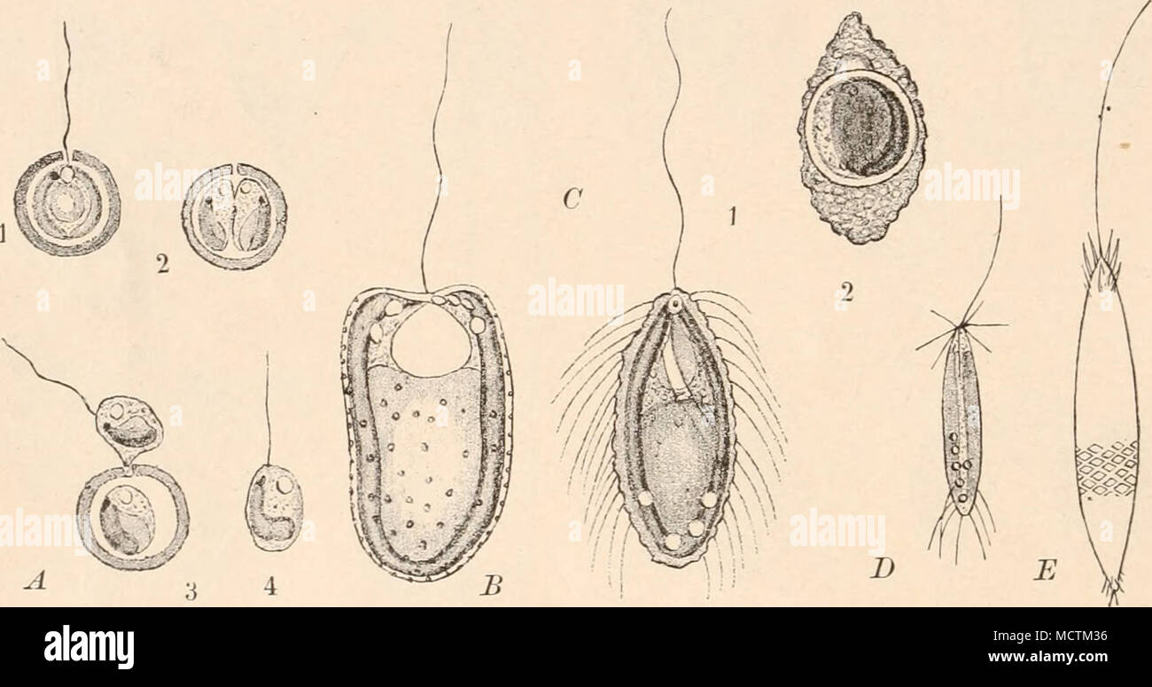 . Abb. 109. Eine Chrysococcus rufescens Klebs. 1 3 Zelle. 2-4 Teilung ...