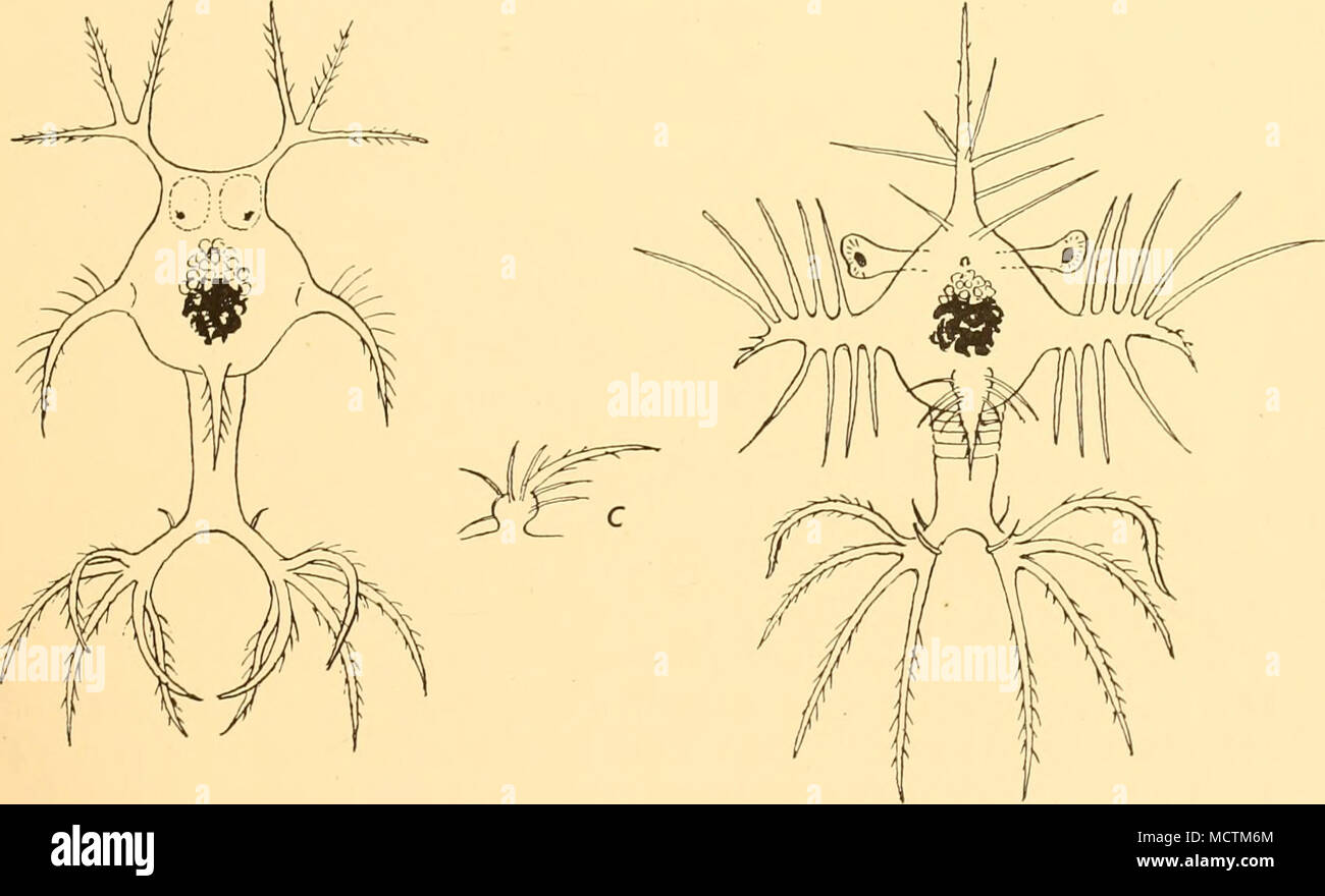 . Abb. I. S. Atlanticus. a, i, b, Elaphocaris Elaphocaris 2; c, stachelstrahl von Side entfernt. Beschreibung. Ich Elaphocaris (Abb. I). Länge o-8mm. Anterior Prozess Aufteilung in drei gleichen denticulate Stacheln. Seitliche Prozess rückwärts gekrümmt, denticulate, und ohne Stacheln. Hintere Kopfeinheit Prozess über zwei Drittel der Länge des Abdomens, denticulate, ohne Stacheln. Telson Äste lang und schmal, die langen Stacheln subequal. Elaphocaris 2 (Abb. i b, c). Länge 1-3 mm. Podiumsplatz 0-94 mm. Podiumsplatz so lange wie Panzers, mit sieben Stacheln, eher unregelmäßig angeordnet. Seitliche Prozess mit fünf vorderen und vier Post Stockfoto