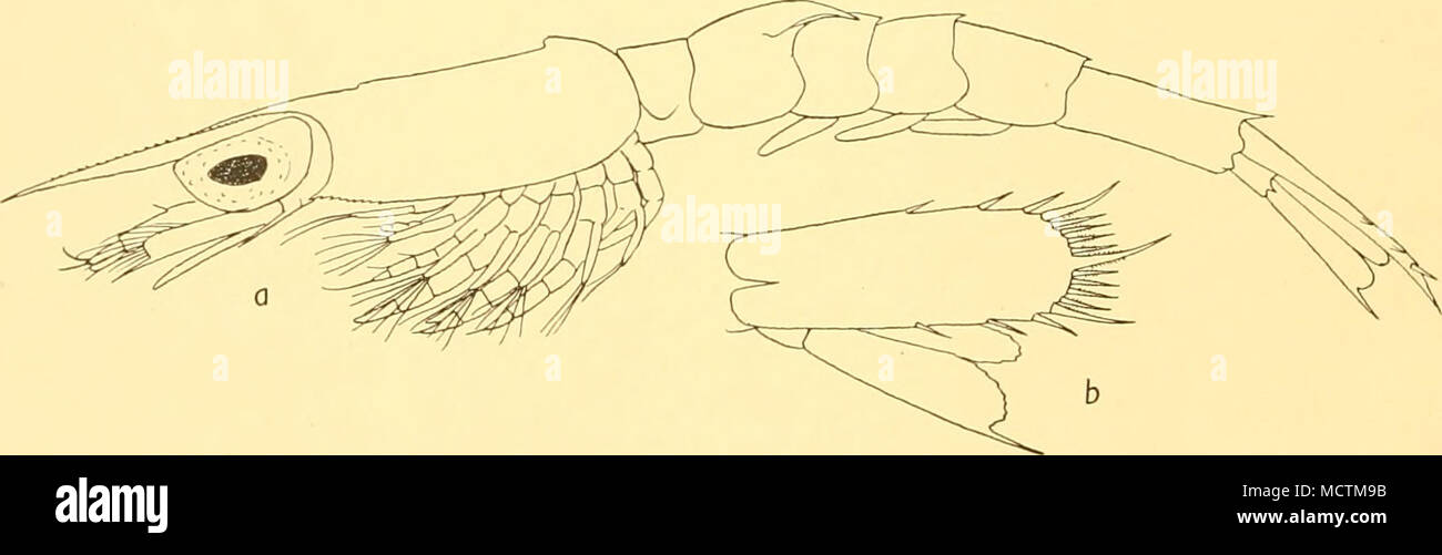 . Abb. 24. Thalassinid B.R. Vi. a. Seitenansicht. b. Telson. Telson drei mal so lang wie breit; der seitlichen Stacheln weit auseinanderliegende; posterioren Rand konvex, mit vier Stacheln auf beiden Seiten der Wirbelsäule; Wirbelsäule Formel 8, 1,8. Auge blass, leicht spitz. Antenne: Basis mit kleinen inneren Wirbelsäule; Skalierung ohne äußeren basal Seta. Der Palp maxillule und maxillae aus drei Segmenten. Maxillipede ich mit äußeren Seta auf Segment ich. Beine I und 2 mit großen chelae. Bein 5 ohne exopod. Epipods abwesend. Drei Paare von pleopoden. Stufe L Länge 2-35 mm. Podiumsplatz zylindrisch mit Terminal spicules. Wie in Ca Telson Stockfoto