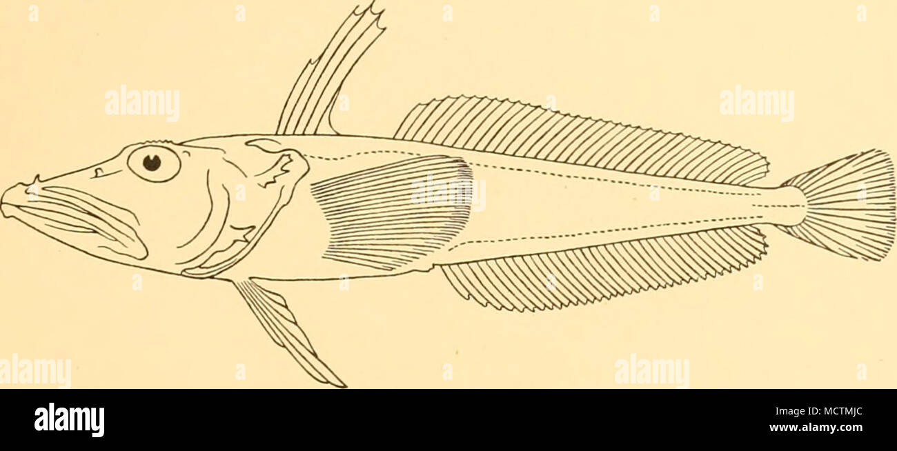 . Abb. 50. Chionodraco kathleenae. x J. Hub. Mac-Robertson Land; Queen Mary Land; South Victoria Land. Die Arten der Gattung, 250 bis 500 mm in der Länge, sind von der Ross Sea (74° 25' S, 179° 3' E), 296 Meter, und McMurdo Sound, 187 bis 375 Meter. Die B.A.N.Z. Antarktis Expedition gewonnen 16 Beispiele, 275 bis 470 mm Gesamtlänge, von Mac-Robertson Land in einer Tiefe von 219 Meter: Diese Präparate in der Beschreibung der Arten einbezogen worden. Zwei junge Exemplare (70 und 71 mm.) von der gleichen Expedition mit Mitte gesammelt wurden - Wasser Netze schräg gezogen von 169 me Stockfoto