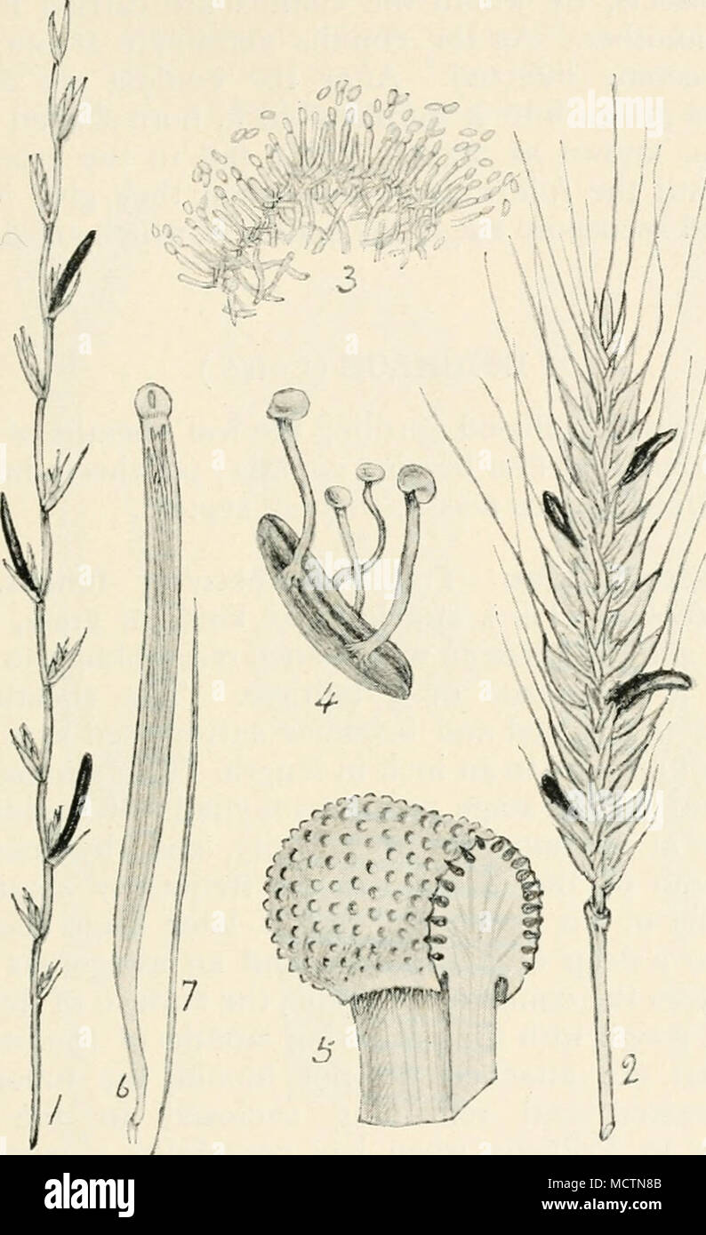 . Abb. b ^.- Claviceps purpurea, ich, Mutterkorn in Roggen - Gras; 2, Mutterkorn in Roggen; 3, Abschnitt der Teil der conidial Frucht; 4, sclerotium oder mutterkorn Lager die Gestielten, ascigerous Form der Früchte; 5, Leiter des ascigerous Früchte mit Warted Oberfläche, durch Projektion Mund der perithecia; der Abschnitt shoNss perithecia in den fleischigen Stroma gesunken; 6, ascus; 7, kostenfreie nadelförmige Spore. Feigen, r, 2. und 4. nat. Größe; Rest verschieden mag. getreide, insbesondere Roggen, auch in der blütenstand mit vielen Arten von Gräsern. Die Infektion erfolgt, wenn die Pflanzen in Blüte stehen, das Myzel entwickeln im Eierstock, replac Stockfoto