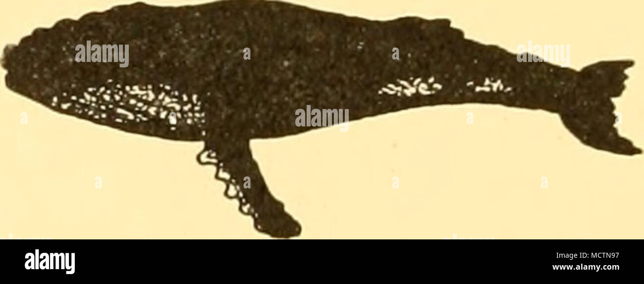 . Abb. 38. Buckelwal. Arten von Farbe Muster. (Nach Lillie, 1915.) Tabelle X. Buckelwale. Prozentsatz Auftreten der gleichen Farbe Color Gruppe Südgeorgien und die Südlichen Afrika Neuseeland Männer (25) Frauen (28) Insgesamt (53) Männer (17) Frauen (13) Insgesamt (30) ich 4-0 0-0 1-8 5-9 0-0 3-3 1-2 0-0 0-0 0-0 23-5 23-0 23-2 2 12-0 3-6 7-5 2-3 4-0 13-3 17-6 77 o-o 1-8 17-6 77 13-3 3 8-0 3-6 5-6 II-8 30-5 20-0 3-4 12-0 32-0 30-5 20-0 22-6 II-8 4 6 O-O6-O6 o-2 11-8 0-0 6-6 Stockfoto