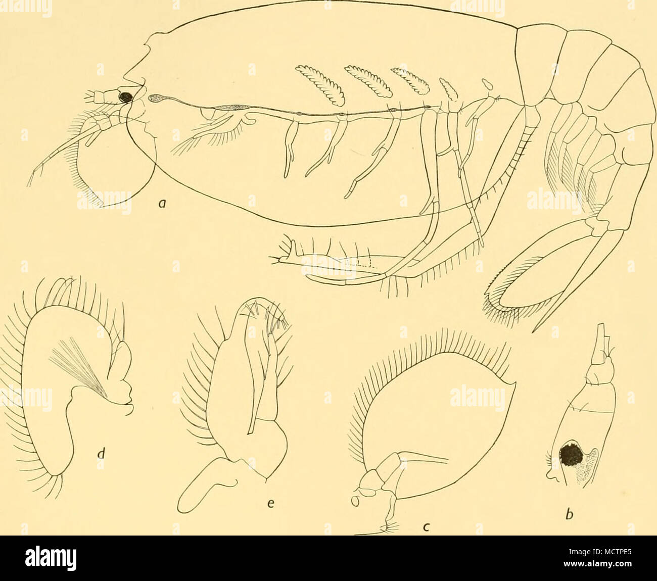 . Abb. 13. Amphionides valdiviae, Zimmer. Ein. Seitenansicht. d. Oberkiefer. b. Auge und antennule. e. Ich Maxillipede. c. Antenne. Zimmer äußerten Zweifel daran, ob der Panzer war, im Leben, Breit und Flach oder cylmdrical; aber ich bin ziemlich sicher, dass es nicht abgeflacht dorso-ventral. Posterioren Rand gesäumt mit Haare; vorher mit einem stumpfen rostralen Prominenz und ein schwaches Median dorsal Ridge endet in Front in einen Keil - wie Erhebung mit einem kleinen Dorn vor. Stockfoto