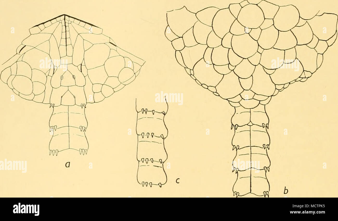 . Abb. 52. Ophiomusium constrictum, n. sp. Teil mündliche (") und dorsal (A); Teil der Arm in der Seitenansicht (C). .: 15. Mund Teile der üblichen Art. Erste ventralen Platte kleine, rechteckige, mit dem geringsten Anzeichen einer proximalen Winkel. Nur die ersten beiden ventralen arm Platten entwickelt, und der Dorsalen arm Platten am meisten, dass der erste Arm gemeinsame vorhanden ist und dann recht rudi- mentären. Die seitlichen Platten sind stark entwickelt, geschwollene distal nach proximal, beschränkt; diese Verengung aus dem geschwollenen Teil durch eine ziemlich eindeutige Linie begrenzt ist und bildet eine Art von Nacken, die Arme, t Stockfoto