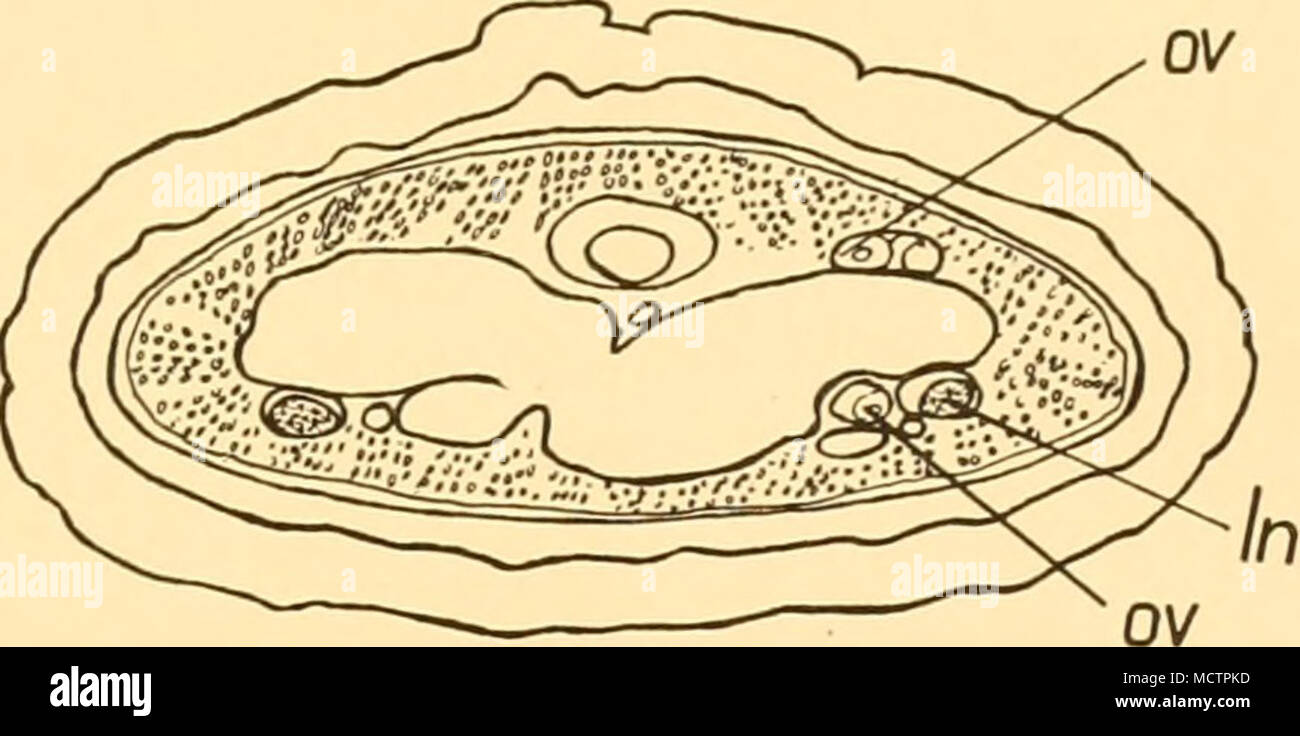 . Abb. 38. Amphiporus Marioni, hubrecht. Querschnitt des Körpers bei etwa der Hälfte ihrer Länge. In, seitliche Nerv; ov, gonaden. Die generative sacs (weiblich) sind beide dorsalen und ventralen zum Darm Zweige und die Kerne der Eizellen ein zutiefst Färbung Nukleolus enthalten. Die "paranuclei", wie die hubrecht beschrieben (1887), sind vorhanden. Die Funktionen, die verursacht haben eine Unterscheidung zwischen diesen Arten und A. gerlachei, Burger, die so ähnelt, wenn erhalten, sind die Anzahl der Nerven in den Rüssel und der Farbe. Eine rötliche Wurm wäre zweifellos, fr getrennt haben Stockfoto