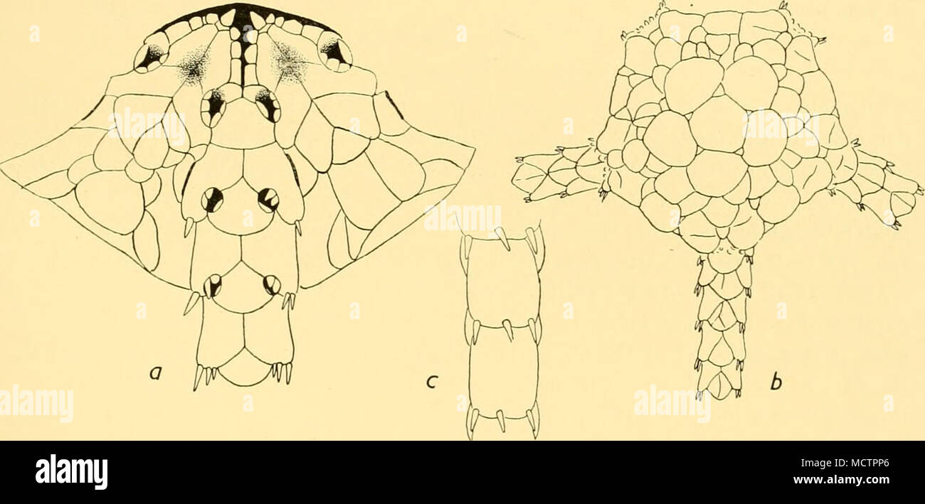 . Abb. 40. Ophiurolepis Partita (Koehler). Teil der mündlichen Seite (a). xi 8. Dorsal {b). Ag. Teil arm, Ansicht von der Seite (c). &Lt;Ich 8. Durchmesser. Dieses größere Größe mag der Grund für die auffällige Unterschied in der Größe der primären Disk Platten festgestellt, so sind diese in Koehlers pi vertreten werden. x, Abb. 94, ziemlich klein, weit von einer erheblichen Zahl von kleinen Platten getrennt, während in der vorliegenden Proben sie wesentlich größer sind, nur noch von wenigen kleinen Platten, oder sogar zusammenhängende getrennt. Die Form der radialen Schilde ist auch etwas anders aus, die in der Abbildung angegeben. Sie können Korruptions werden Stockfoto