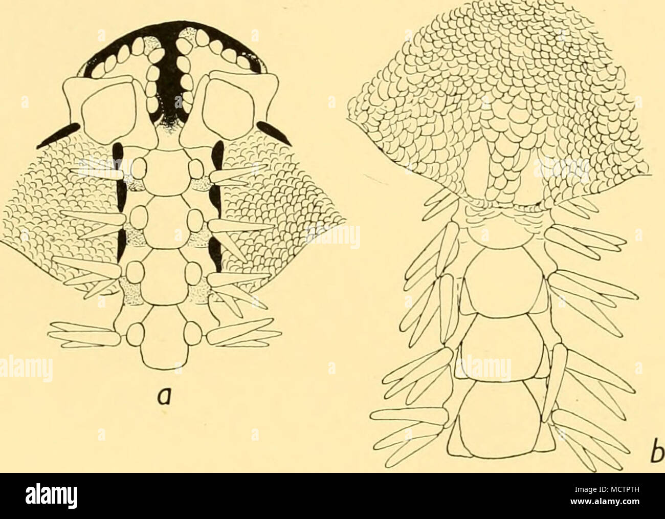 . Abb. 28. Ophionereis sexradia, n. sp. Teil mündliche {a) und dorsal {b). 20. Erfasst eine kleine Probe von Ophionereis reticulata von "Westafrika". Es scheint jedoch, dass es einige Fehler in Bezug auf dieses Exemplar. Die Lokalität für Sie gegeben, 0° 7' N, 23^25' W, ist etwa in der Mitte des Atlantischen Ozeans in sehr große Tiefen. Dass ein Ophionereis reticulata (oder jede andere Ophionereis) auftreten sollte hier auch gesagt ausgeschlossen werden, und die Bezeichnung für dieses Exemplar muss offensichtlich falsch sein. Wenn Ophionereis reticulata tatsächlich auftreten, Westlich von eine Stockfoto