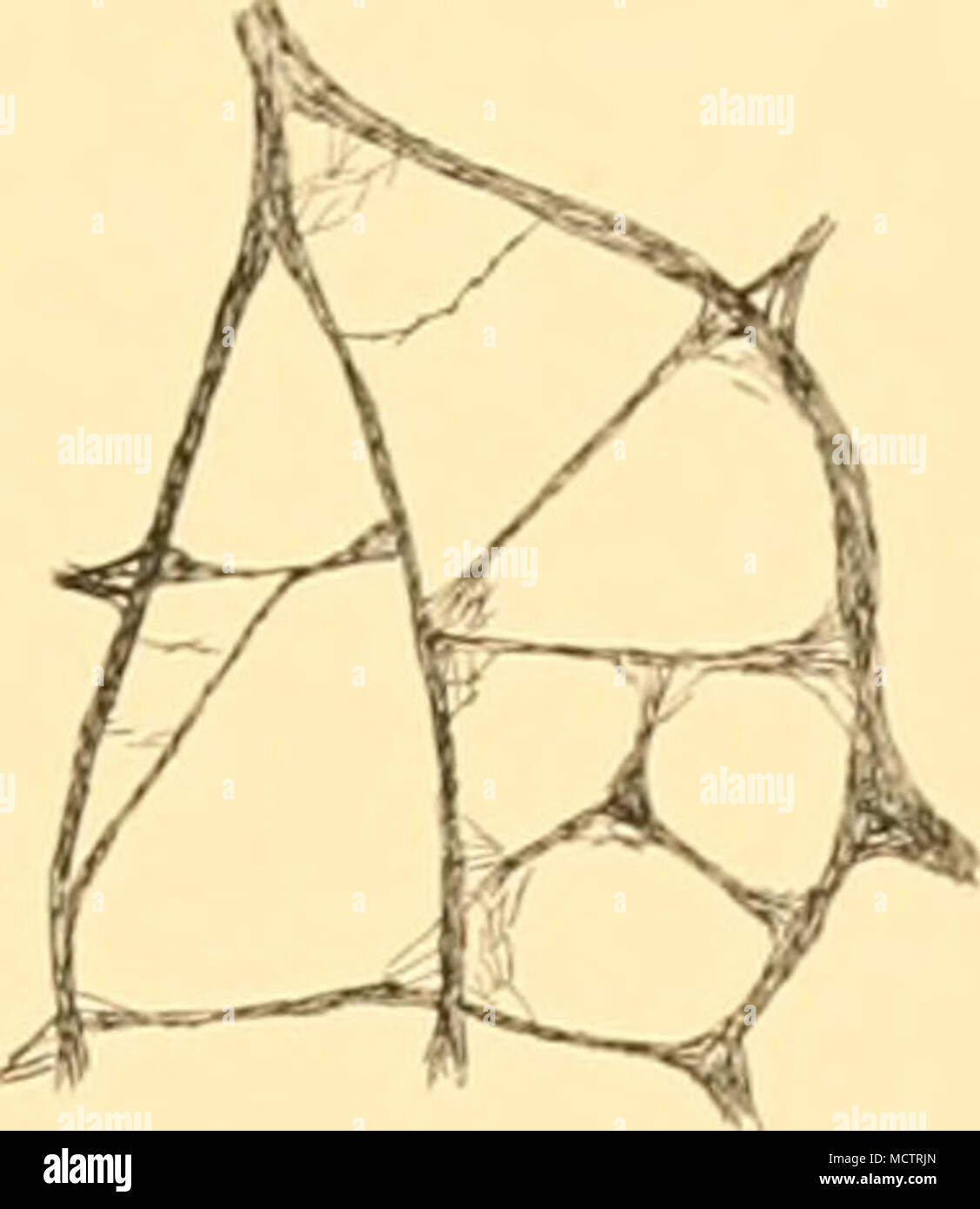 . Abb. 12. Dasychalina validissima (Thiele). a, b, Abschnitte im rechten Winkel zur Oberfläche (a ist vom holotypus); c, dermalen Skelett. Alle x 7 J. jedoch alle Abstufungen zwischen diesen beiden Extremen. Der oxea Messen o -15-0-32 mm. lang. Verteilung. Calbuco; Magellanstraße. Gattung Callyspongia, Duchaissang und Michelotti. Callyspongia Fortis (Ridley) (Abbn. 13, 14). Siphonochalina Fortis, Ridley, 1881, s. iii, Pi. x, Abb. 3. Vorkommen. St. WS 72: Falkland Inseln, 95 m.; St. WS 83: Falkland Inseln, 137-12901.; St. WS 84: Falkland Inseln, 75-74 m.; St. WS86: Falkland Inseln, 157-147 m. Diagnosi Stockfoto