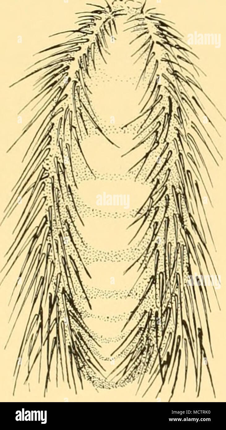 . Abb. 2. Aphrodite longirostris. a. Dorsalansicht. b. Untere gefiedert Borsten, zweiten Fuß. Nadel - wie Stacheln (Abb. 2 a) Projektion nach oben und rückwärts durch die dorsale feking aber nicht auf der Rückseite, ist anders als die jeder anderen Aphrodite, die ich je gesehen habe. Der rückenflossenstacheln und das ventrale Borsten sind dunkelbraun und der Dorsalen Filzen ist grünlich grau. Die dorsale Kapillare Borsten sind mit Schlamm bedeckt, aber Wenn von dieser zeigen eine leichte Schillern befreit. Die größere Probe Maßnahmen 75 mm bis 31 mm an der breitesten Stelle etwa 35 chaetigers. Die Form des Körpers ist wie der eines Stockfoto