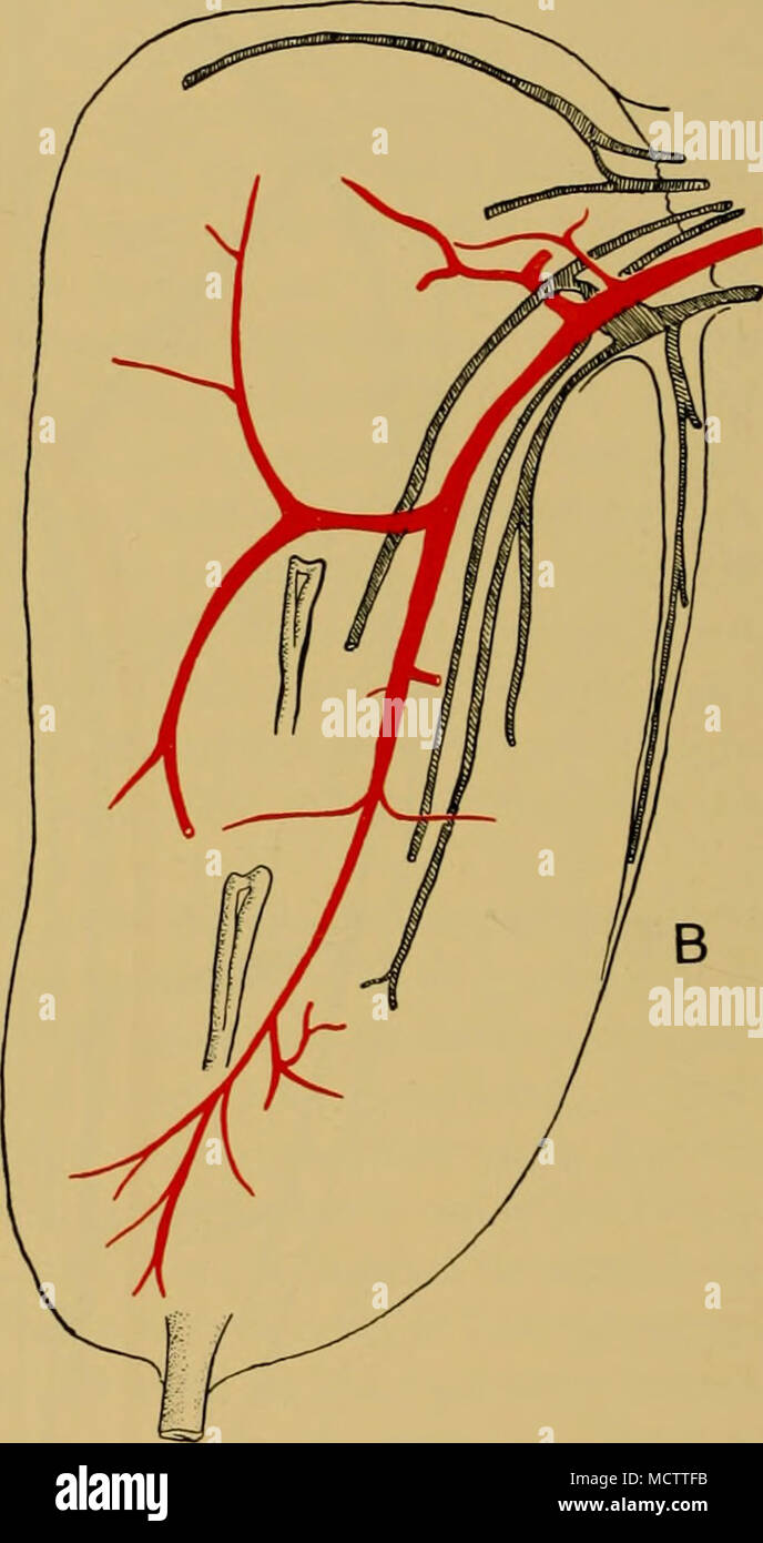 . Abb. - 32. A. Wichtigste Arterien und Venen der Niere (rechts) ein Finnwal Fötus 1-79 m. Länge, nach der Injektion mit Carmine. B. Wichtigste Arterien und Venen der Niere (Links) Von ein Finnwal Fötus 3-1 m Länge, nach der Injektion mit Carmine. gesagt werden, dass es im Wesentlichen zwei Adern in der zentrale Kern begleitet die Arterien auf beiden Seiten der Harnwege. Es gibt in der Regel eine oder mehrere Adern Entleeren der apikalen Region. Diese bilden eine zentrale venöse System für die Orgel, und sie sind auch mit geringeren Adern aus allen Gruppen von renculi auf Sie an der Grenze und auf den zentralen Kern zugeführt. Th Stockfoto
