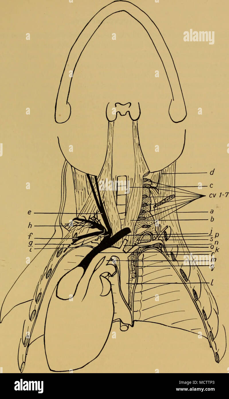 . Abb. i. Zeigt die Position der großen Thorakalen rete mit Bezug auf die scalene Muskel, der Brusthöhle und Halswirbel. Rete punktiert. a, Scalene Muskel b, Rectus capitis Amicus großen Muskel c, Longus colli Muskel d, Trachelo - mastoid und splenius Muskeln e, Vena jugularis/, posteriorer Thorax- und internen Brust Venen g, Brachial Vene h, Axilläre venöse Plexus ich, Rechts brachio-Cephalen Vene/, Links brachio-Cephalen Vene k, Precava/, dorsalen Aorta m, Ductus arteriosus n, Halsschlagader o, A. subclavia p, A. axillaris q, Posterior thoracic artery r, Interne brustdrüse Arterie s Stockfoto