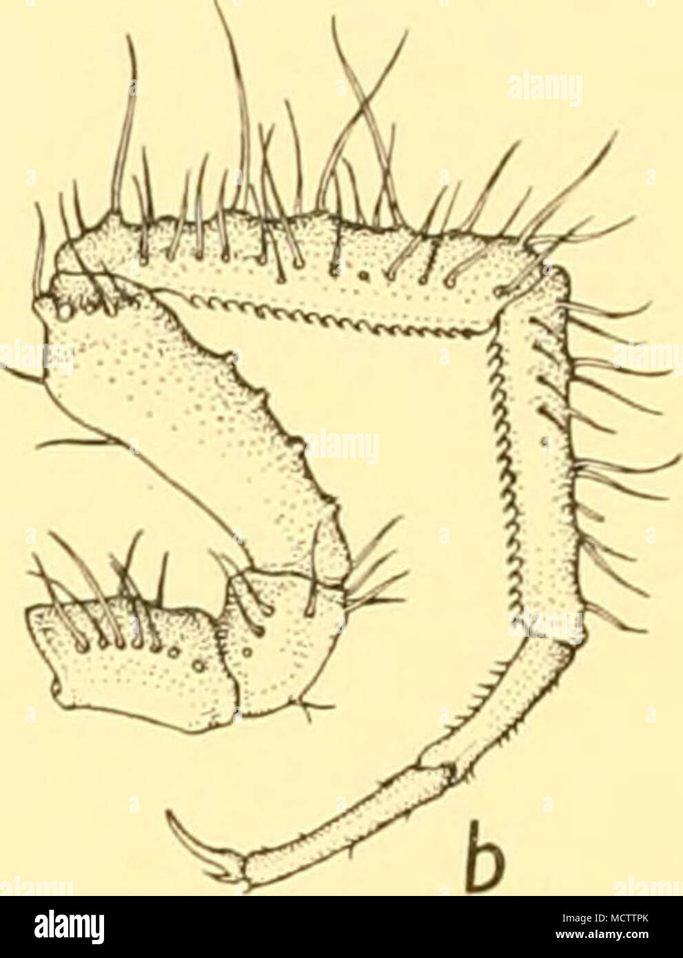 . Abb. 33. Nymphon bonvieii, n. sp. Holotypus: a. Dorsalansicht der Körper mit chelophores: x12-Rüssel verkürzten, b. Dritte Etappe. Gesamtzahl der denticulate Stacheln 15-18. Die Segmente 4-6 in den Proportionen 17:2-5: ICH (Abb. zy b). Dritte Etappe kurz und setose (Abb. 33 b); Haaren, in der Regel länger als die Diam. eter der Segment, mit dem sie verbunden sind. Zweite coxa gleich der Summe der beiden anderen. Femur subequal Zur zweiten Tibia, mit 3-4 hohe Breiten Drüse Tuberkel auf Mid-ventrale Oberfläche. Erste tibia Die längste Segment (siehe Messungen). Tarsus rund zwei Drittel der propodus; Kralle Nea Stockfoto