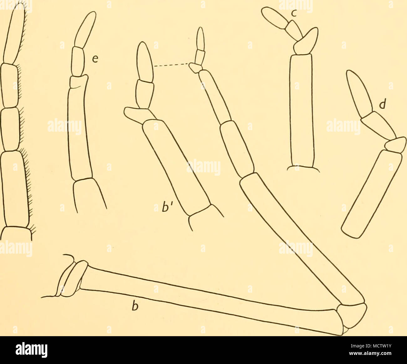 . Abb. 2. Palporfourterminalpalpalsegmentsof: a. Co/oMew&lt;/ma!"/ra/w, Hodgson: xii. b-e. C. tortipalpis, n. sp. (6, f, männlichen: xii und 20;&lt;/, der holotypus: x20; e, von unreifen Muster - etwas Ungewöhnliches: X17). erste Drittel ihrer Länge, dehnt sich aus, um fast doppelt so breite in der Mitte, dann allmählich schmaler vorher; Klemme nur ein wenig größer als basale Breite (Abb. 3d). Abdo? Neri kurz, erstreckt sich innerhalb einer kurzen Entfernung des distalen Artikulation der erste Coxa; schmal und cyHndrical nach proximal, erheblich erweitern an etwa zwei Drittel ihrer Länge; Apex bifidum. Pal Stockfoto