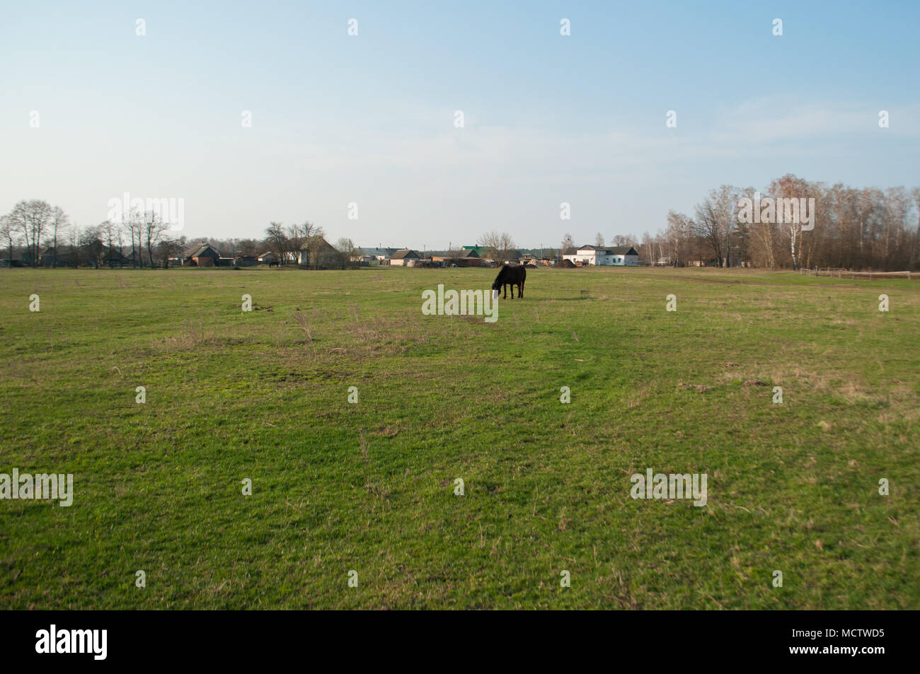 Ein einsames Pferd Schürfwunden in einer Wiese. Stockfoto