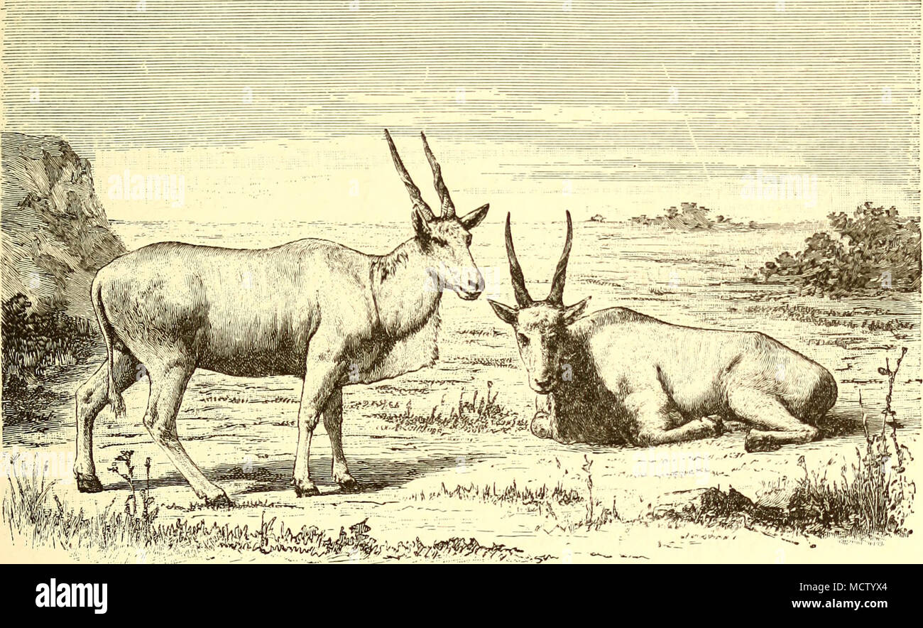 . ELANDS. vom Hügel in der Nähe des Sees zu blicken! Was Frieden, was sich in den kühlen Schatten des afrikanischen Paradieses, neben murmelnde Bäche, nach unserem langen Tramp in der ariden stej) pes! Bis spät in die Nacht waren die Männer zechenden zu Ehren Unserer in der Nähe der Ansatz für die lang ersehnte Ziel, und wenn der Morgen dämmerte es war eine freudige im Lager, wie wir sie noch nie zuvor gesehen hatte. Viele auf Ihre besten Kleider zu Ehren der Gelegenheit hatte, andere hatten ihre T-Shirts am Tag vorher gewaschen. Die Waffen wurden prall gefüllt mit Pulver geladen, Stockfoto