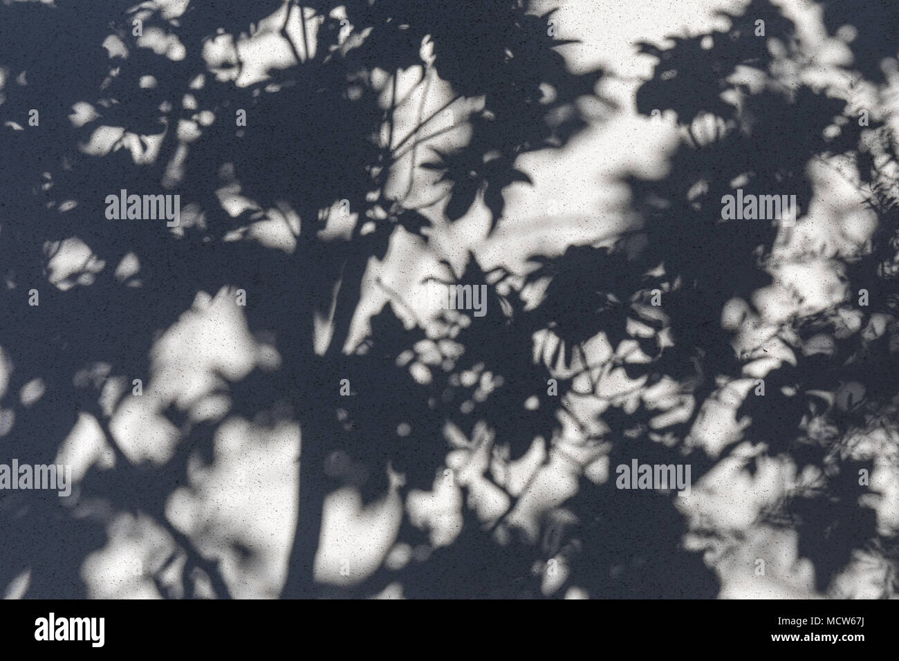 Schatten der Blätter und Zweige an einer Wand Stockfoto