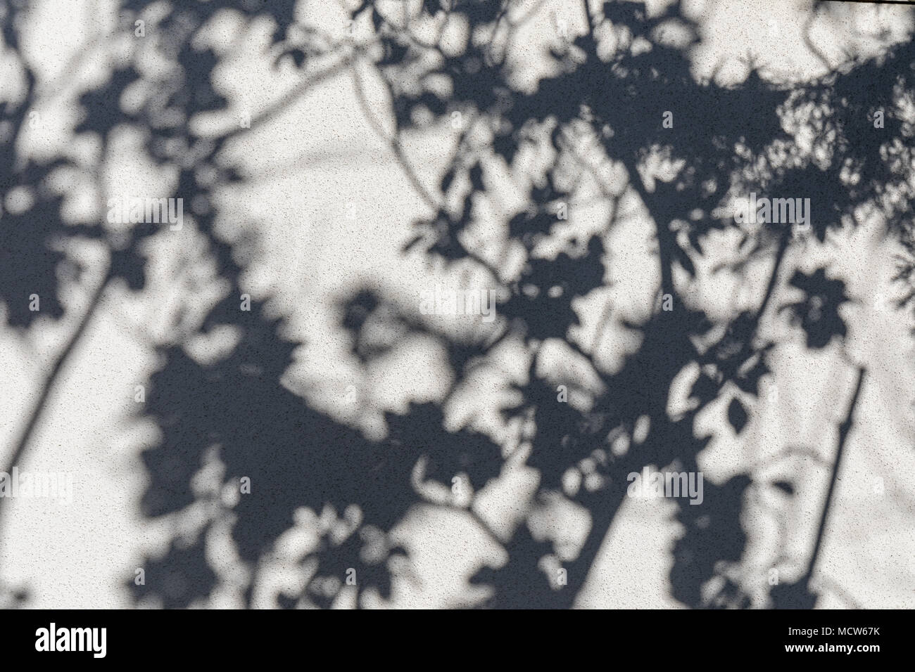 Schatten der Blätter und Zweige an einer Wand Stockfoto