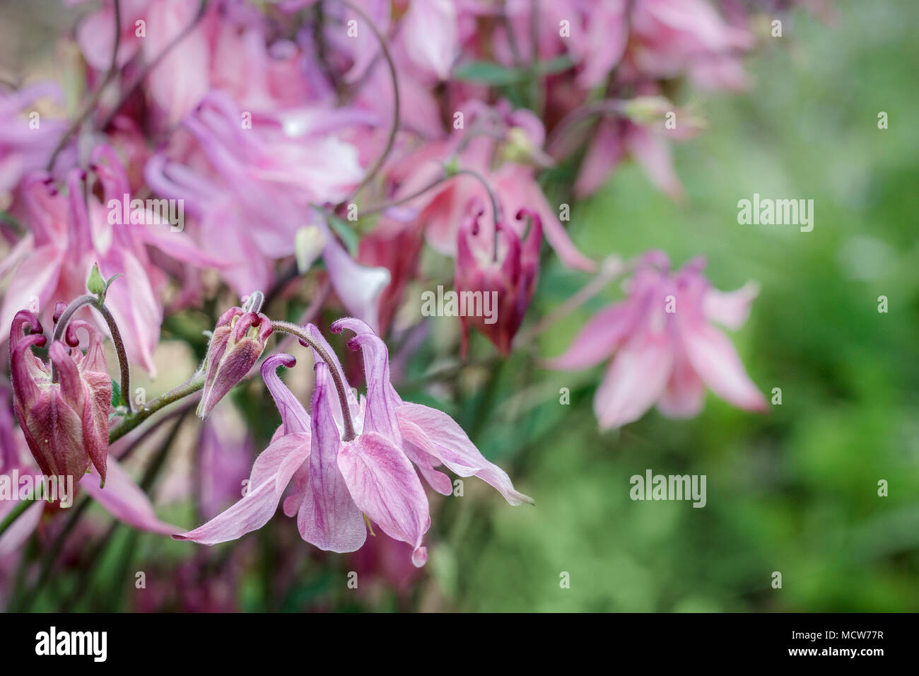 Rosa columbine Blumen, mit ihren langen Nektar Sporen, in der Nähe gesehen sind gegen ein verschwommenes grün Hintergrund im späten Frühjahr. Stockfoto