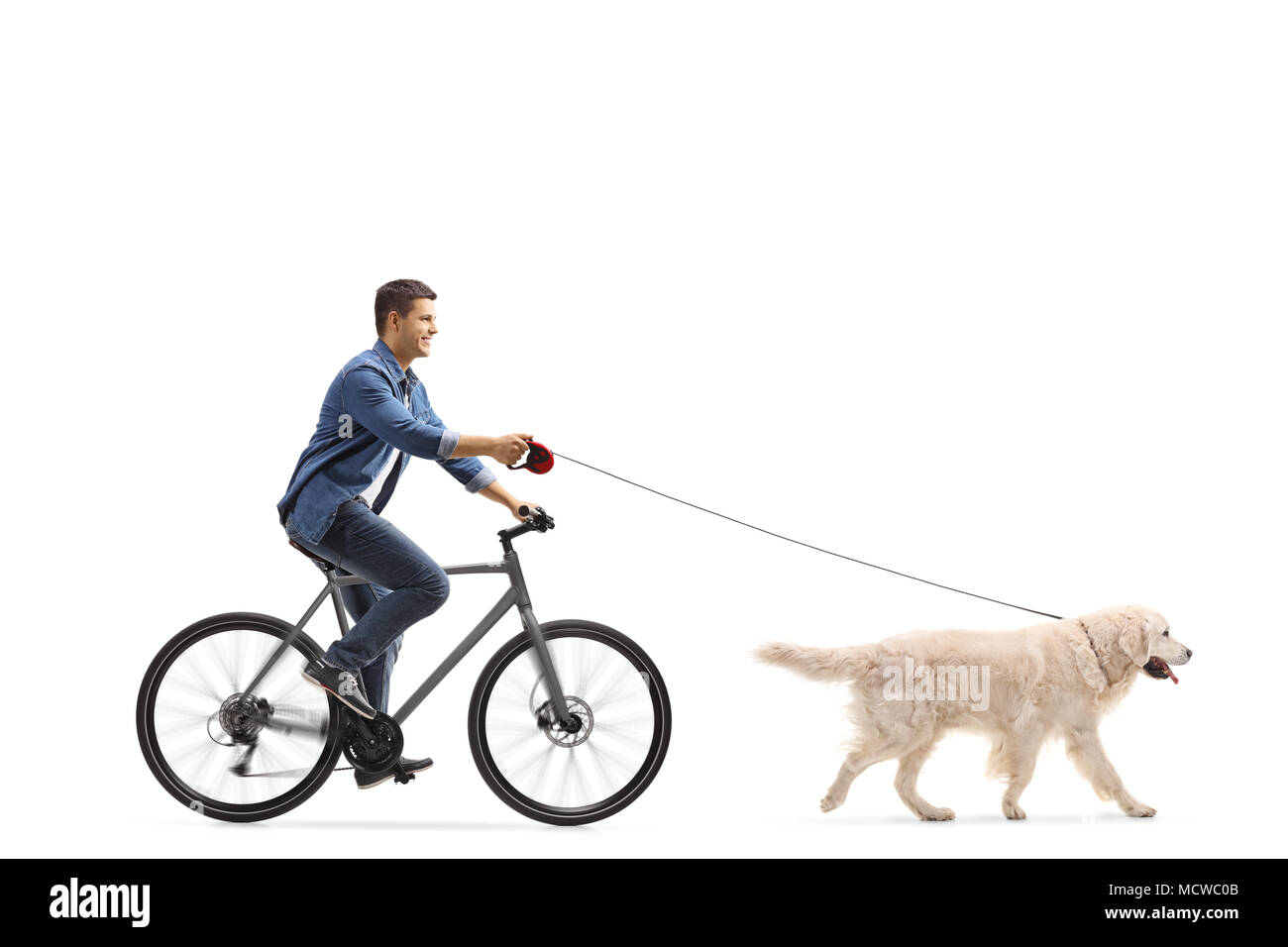 Man Radfahren mit einem Labrador Retriever Hund auf weißem Hintergrund Stockfoto