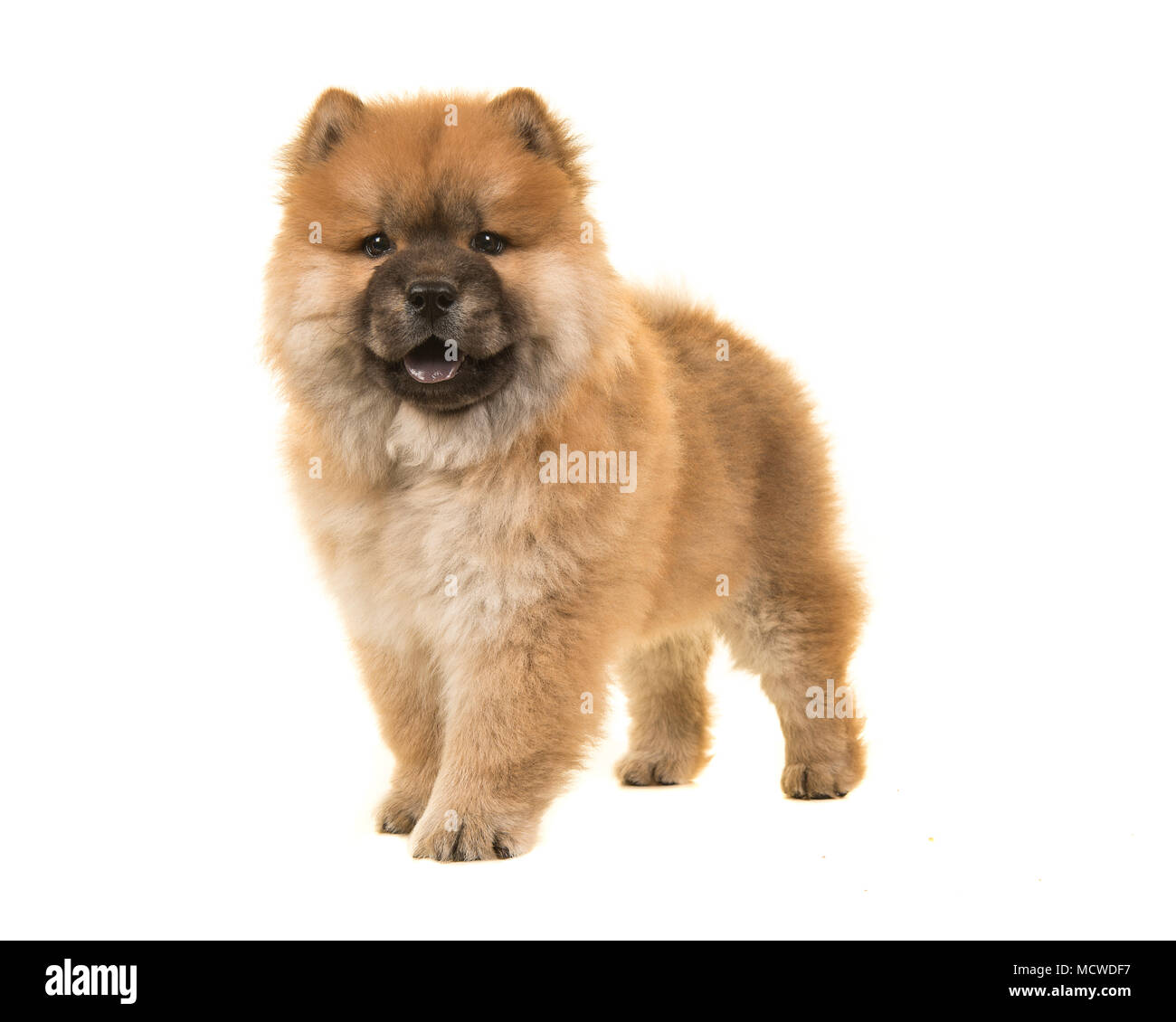 Ständigen Chow Chow Welpen von vorne gesehen in die Kamera auf einem weißen Hintergrund suchen Stockfoto