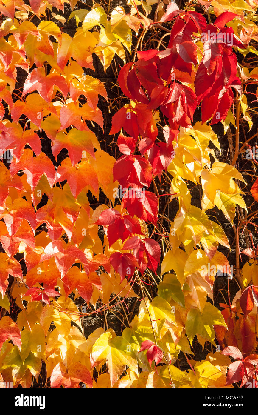 Herbst Blätter orange Hintergrund. Stockfoto