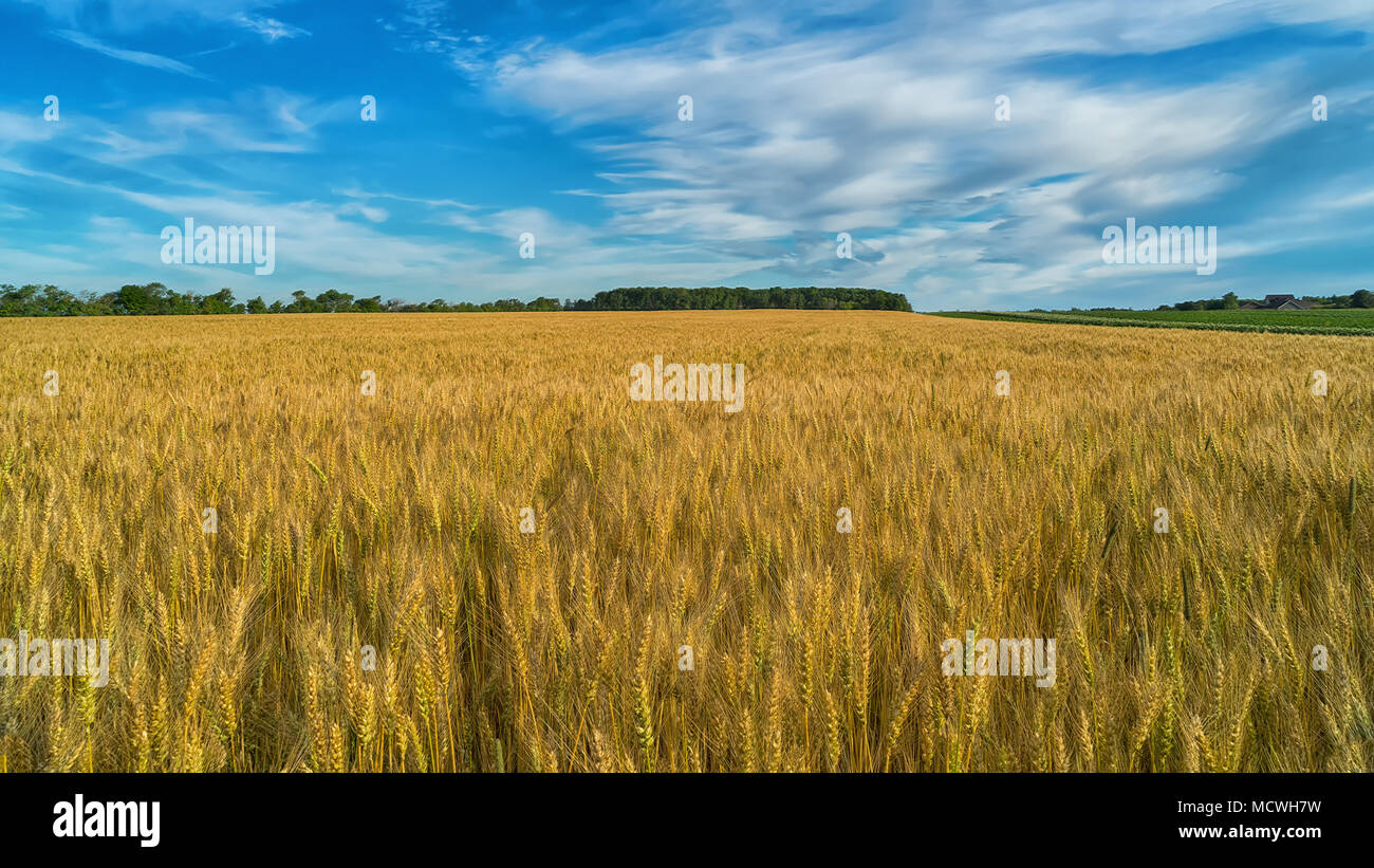 Weizenfeld in ländlichen Prince Edward Island, Kanada. Stockfoto