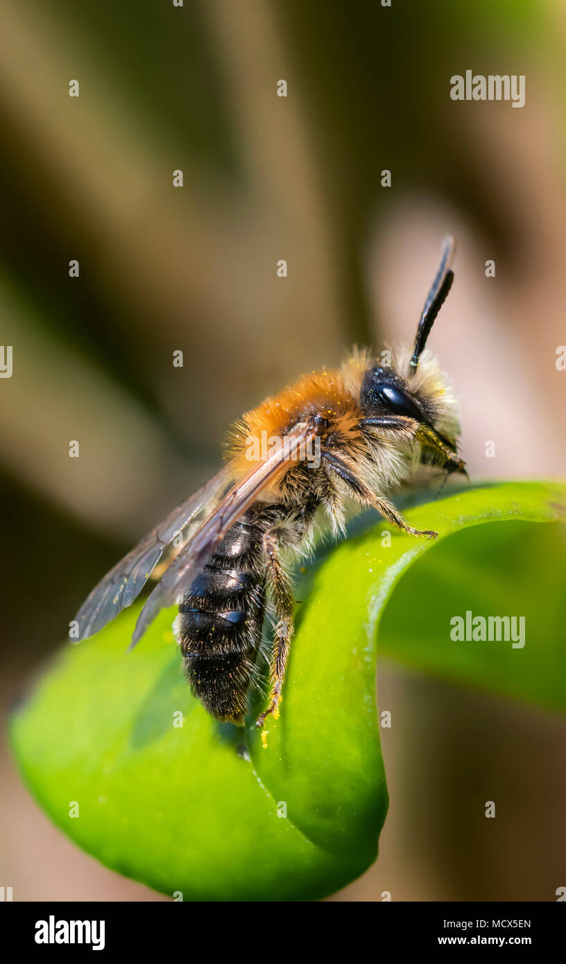Ein männlicher Tawny Bergbau Biene (Andrena fulva), auf einen Urlaub im späten Frühjahr im südlichen England, UK. AKA Digger Biene. Stockfoto