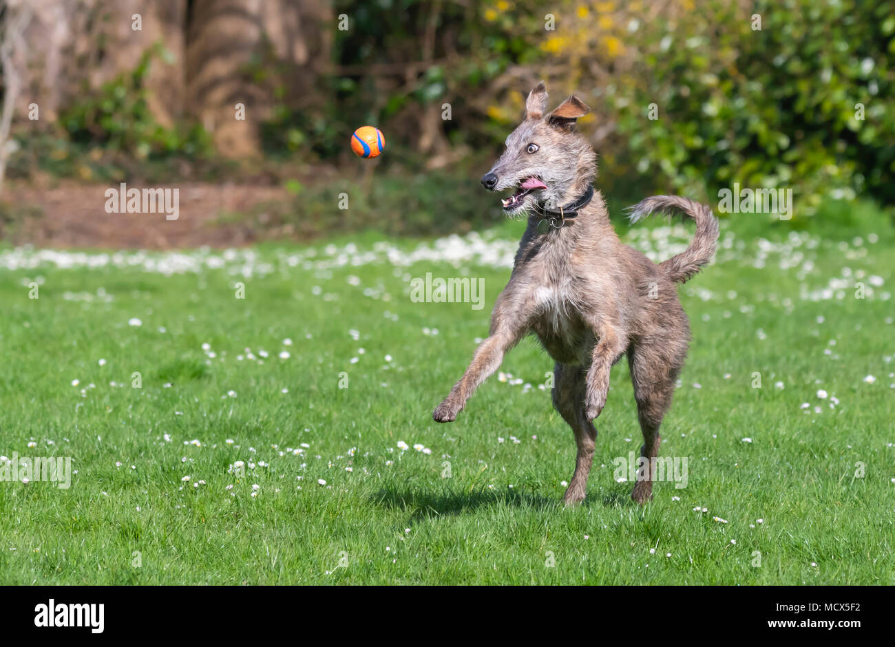 Weibliche Scottish Deerhound Lurcher Hund läuft mit einer Kugel in den Mund in einem Park in der Sonne im Frühjahr in Großbritannien. Stockfoto