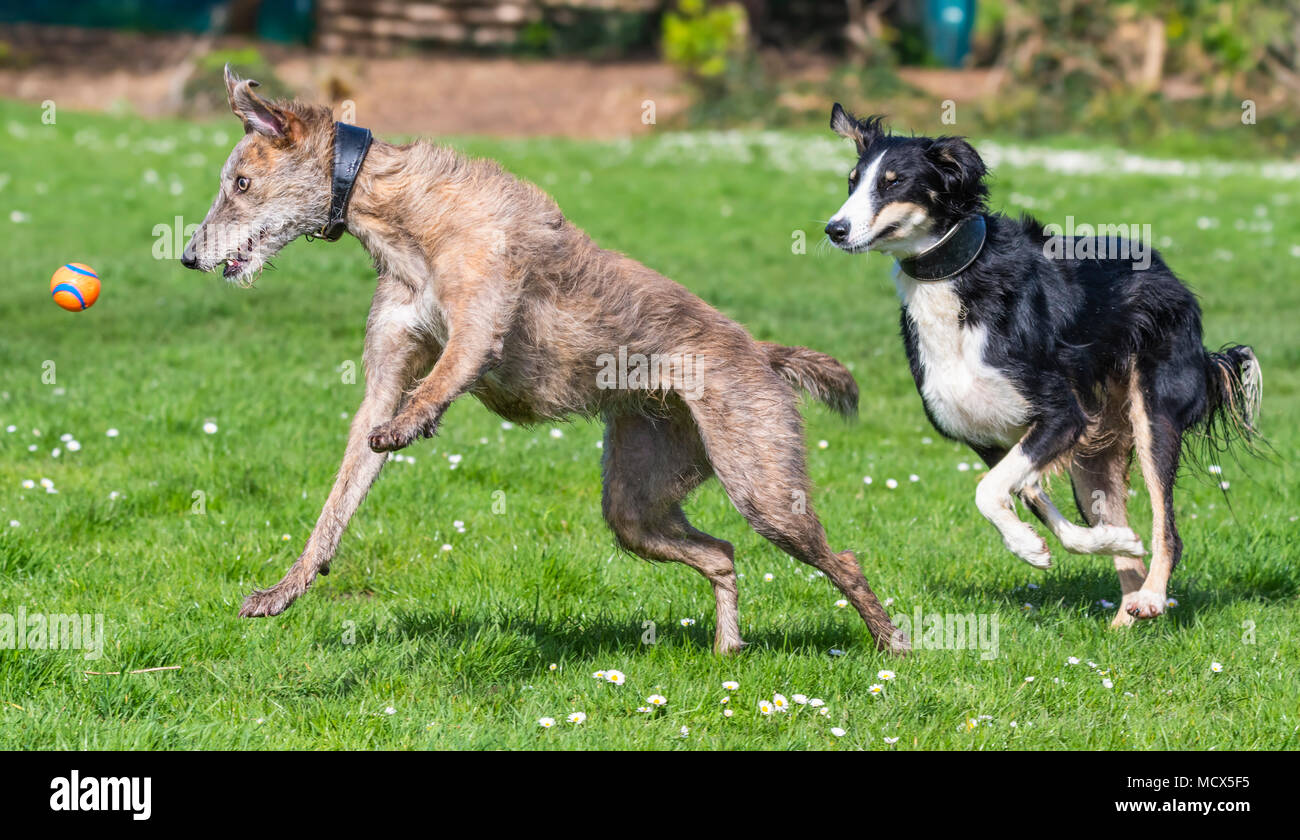 Ein Mann und eine Frau paar Lurcher Hunde spielen in einem Park im Frühjahr in Großbritannien. Happy Lurcher Hunde jagen eine Kugel in einem Park. Stockfoto