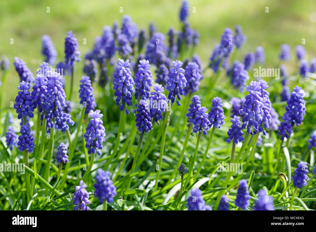 Muscari armeniacum Traubenhyazinthen wachsen in einem Klumpen in einem Garten Stockfoto