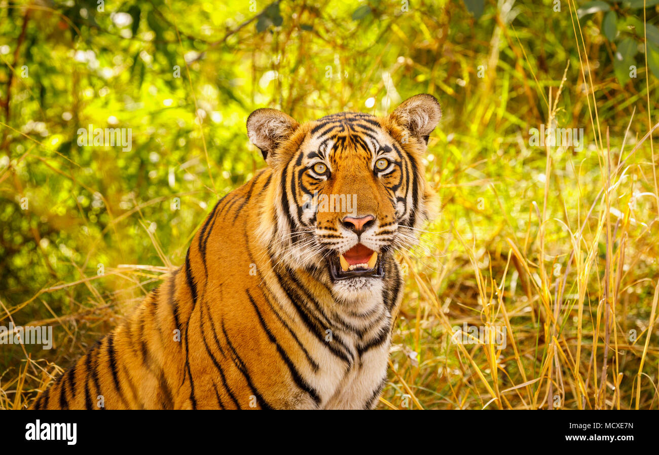 Beeindruckende männlichen Sub-nach Bengal Tiger (Panthera tigris) Nahaufnahme, Ranthambore Nationalpark, Rajasthan, Nordindien Stockfoto