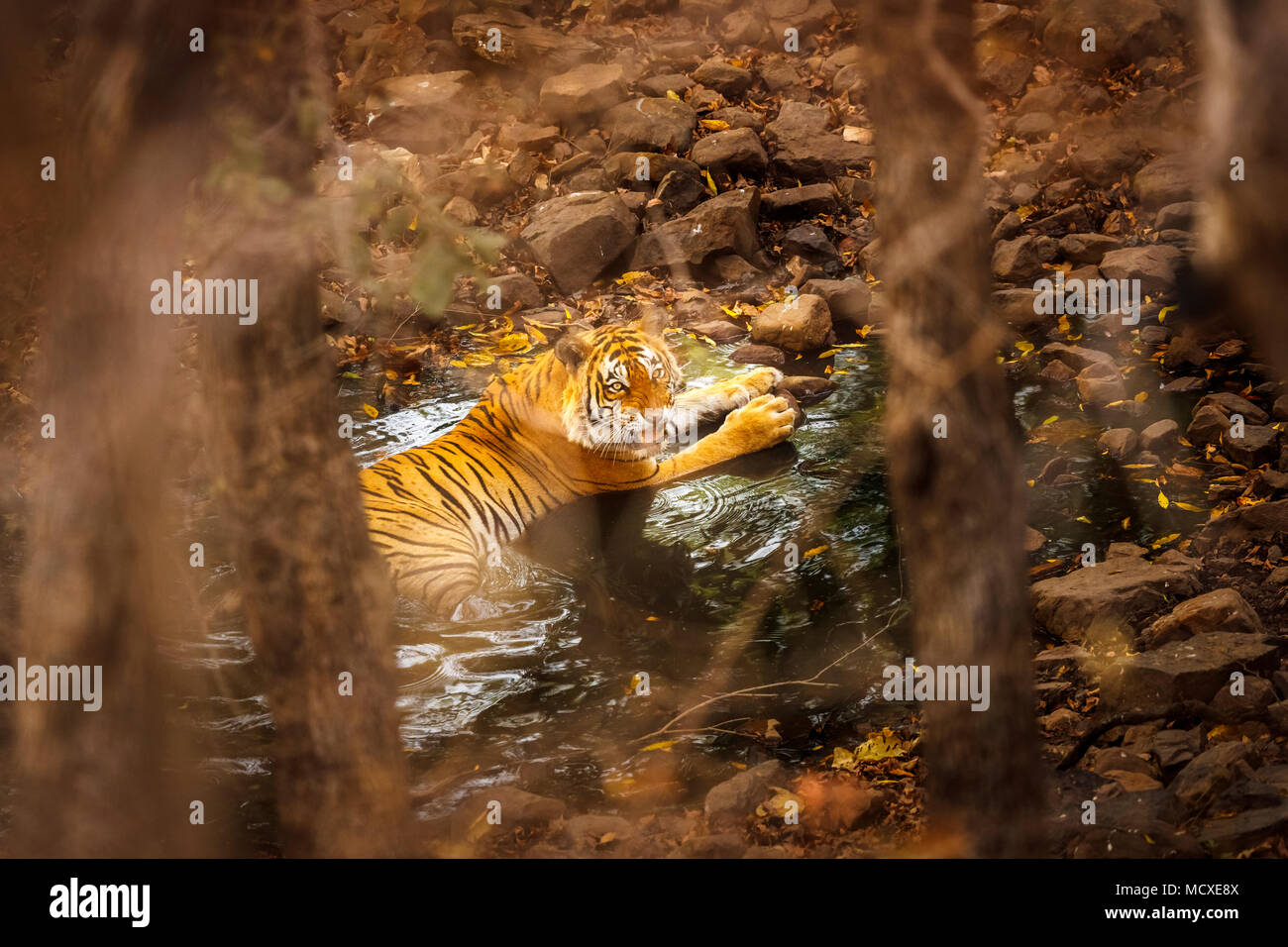 Knurrend Bengal Tiger (Panthera tigris) zur Kühlung in einem Wasserloch teilweise verdeckt, Ranthambore Nationalpark, Rajasthan, Nordindien Stockfoto