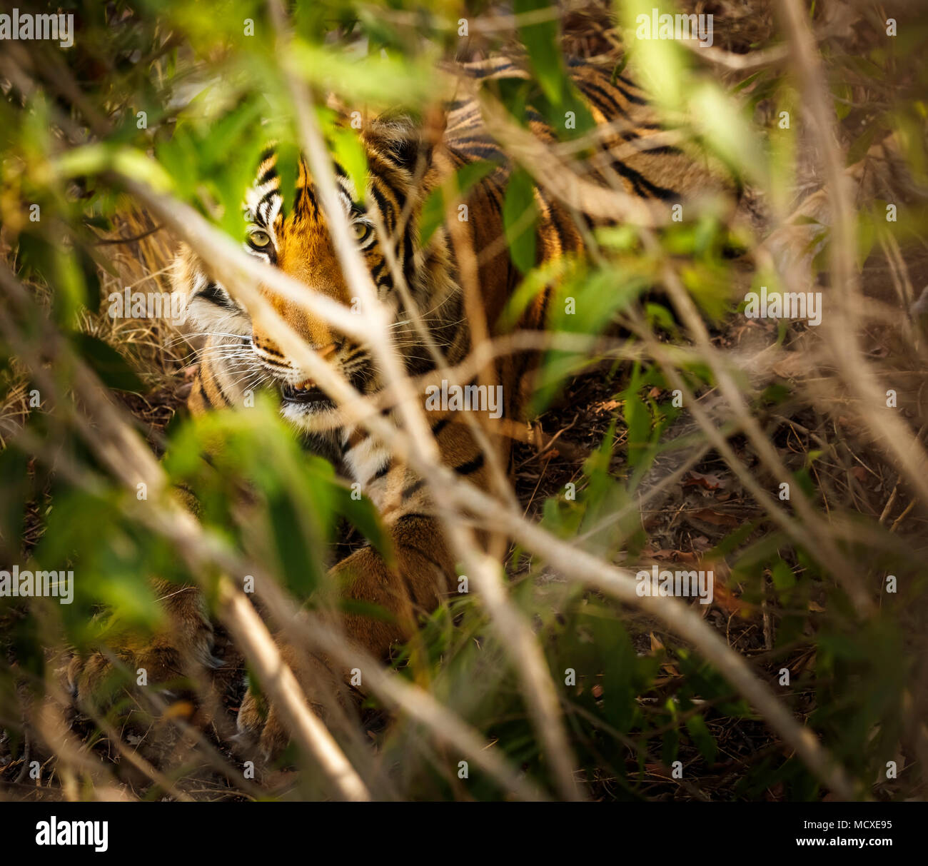 Männlich Bengal Tiger (Panthera tigris) im Unterholz verborgen, Ranthambore Nationalpark, Rajasthan, Nordindien Stockfoto
