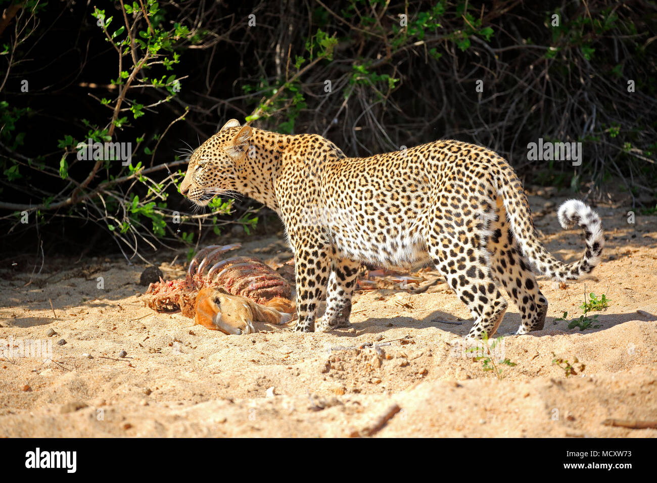 Leopard (Panthera pardus), Erwachsener, mit Raub, Sabi Sand Game Reserve, Krüger Nationalpark, Südafrika Stockfoto