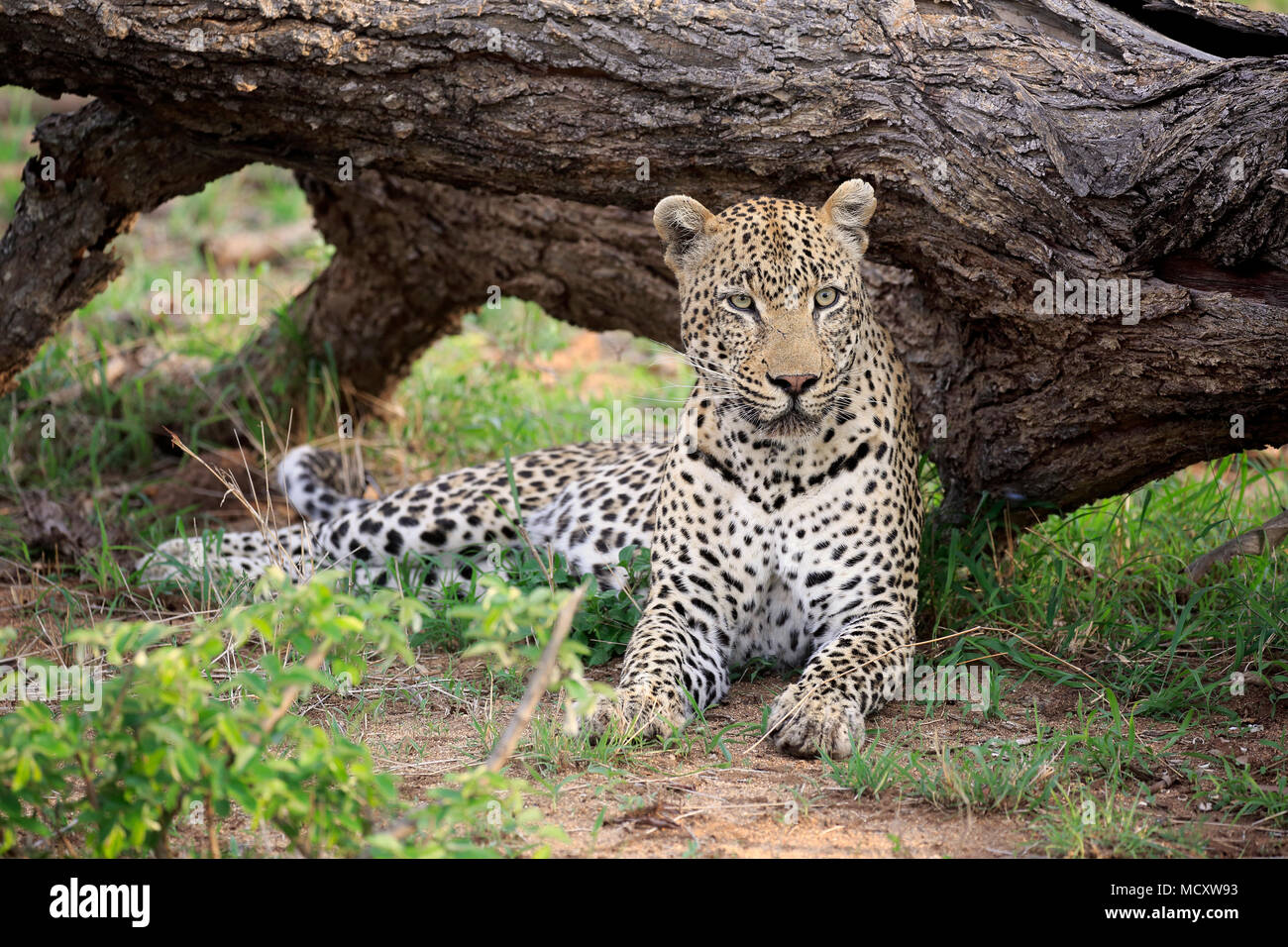 Leopard (Panthera pardus), Erwachsener, auf dem Boden liegend, aufmerksam, Beobachten, Sabi Sand Game Reserve, Kruger National Park Stockfoto
