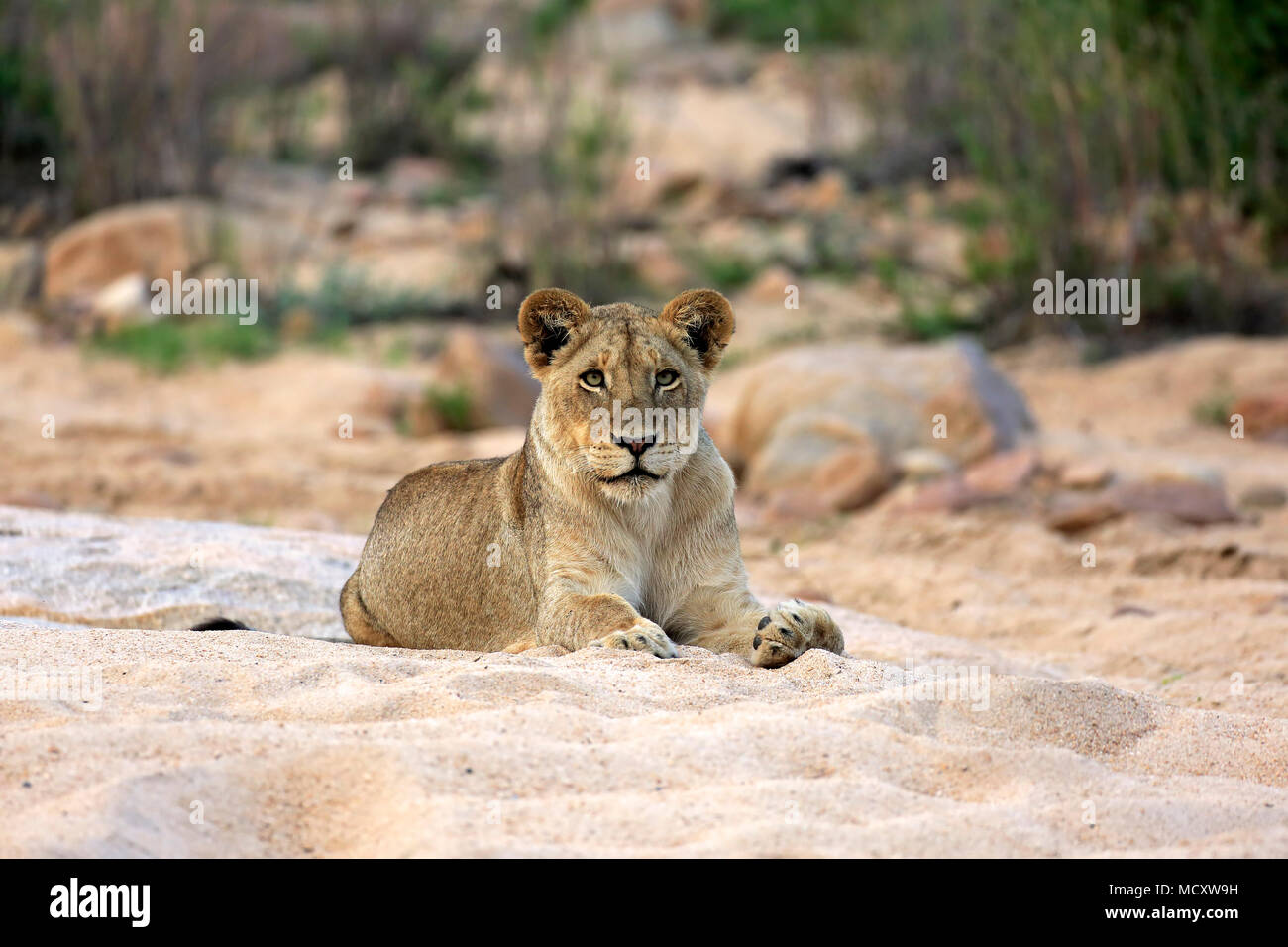 Löwe (Panthera leo), erwachsene Frau, sich ausruhen, Lügen, Beobachten, im trockenen Flussbett, Sabi Sand Game Reserve, Kruger National Park Stockfoto