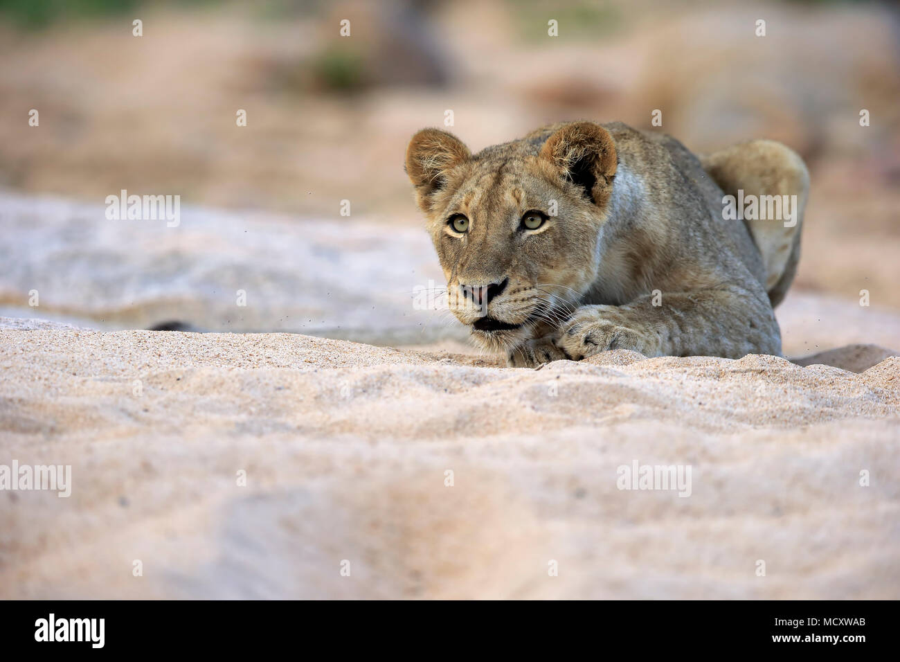 Löwe (Panthera leo), erwachsene Frau, aufmerksam, Beobachten, im trockenen Flussbett, Sabi Sand Game Reserve, Kruger National Park Stockfoto