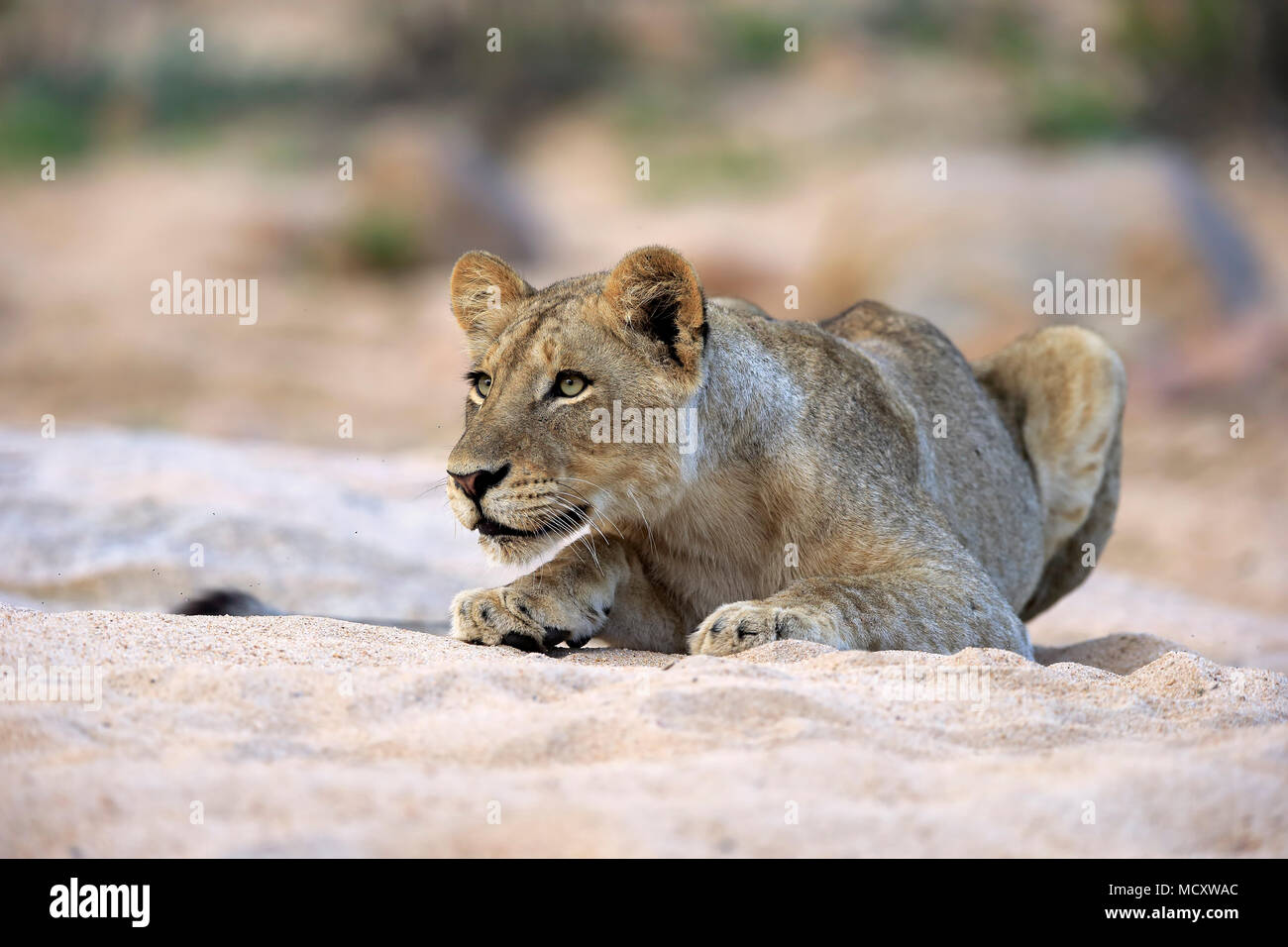Löwe (Panthera leo), erwachsene Frau, aufmerksam, Beobachten, im trockenen Flussbett, Sabi Sand Game Reserve, Kruger National Park Stockfoto