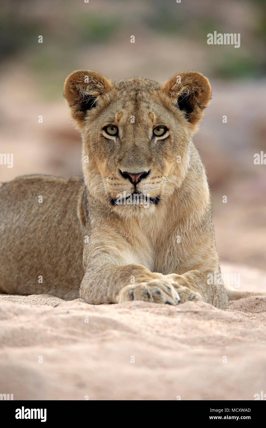 Löwin (Panthera leo), erwachsene Frau, aufmerksam, Beobachten, liegt im trockenen Flussbett, Sabi Sand Game Reserve, Kruger National Park Stockfoto